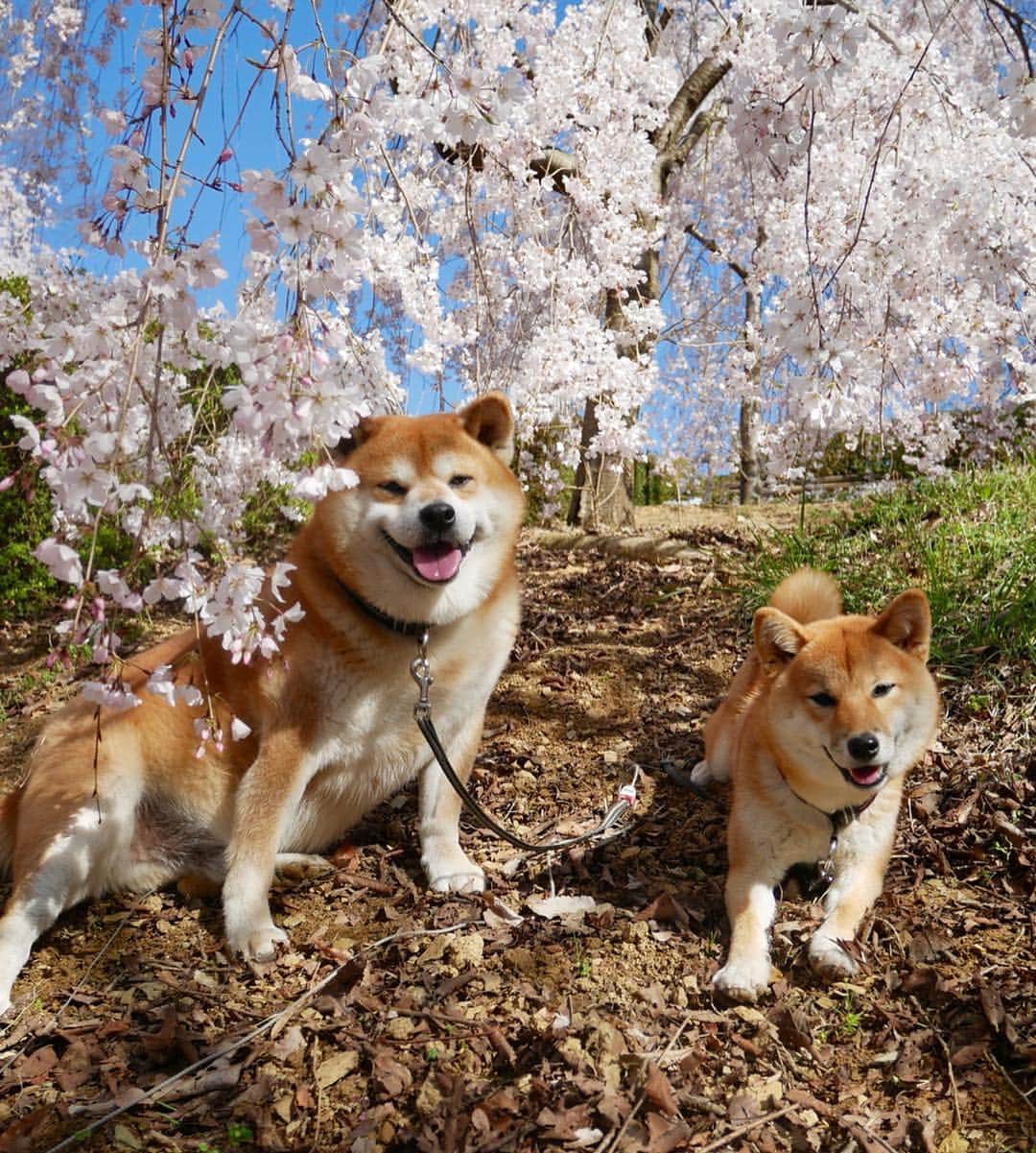 shibainu berryさんのインスタグラム写真 - (shibainu berryInstagram)「桜の写真〜🌸 まずは失敗写真😅 🐻にゃはは〜 って巨大猫⁉️桜ほぼ写ってないし…🥺 ②二頭一緒に撮るのは困難なのでこの一枚でさっくり終了😅諦めが肝心👍 #徳島 #神山森林公園 #❤️迷子犬の掲示板応援団 @maigo_dog  #❤️迷子犬の掲示板四国応援団 @maigo_dog_shikoku #柴犬 #べりやん #べりむく #多頭飼い #berry #shiba #shibainu  #shibainumania #shibastagram #instashiba #ぷにっと部 #口角キュキュッと部  #チーム俺様 →部員絶賛募集中 #shiba_snap #proudshibas #west_dog_japan #サンデイ #instagramjapan #ふわもこ部 #pecoいぬ部 #pecotv #buzzfeedanimals #dogsofinstagram #dogsofinstaworld #dogs_of_instagram #9gag」4月9日 21時40分 - shibainu.berry