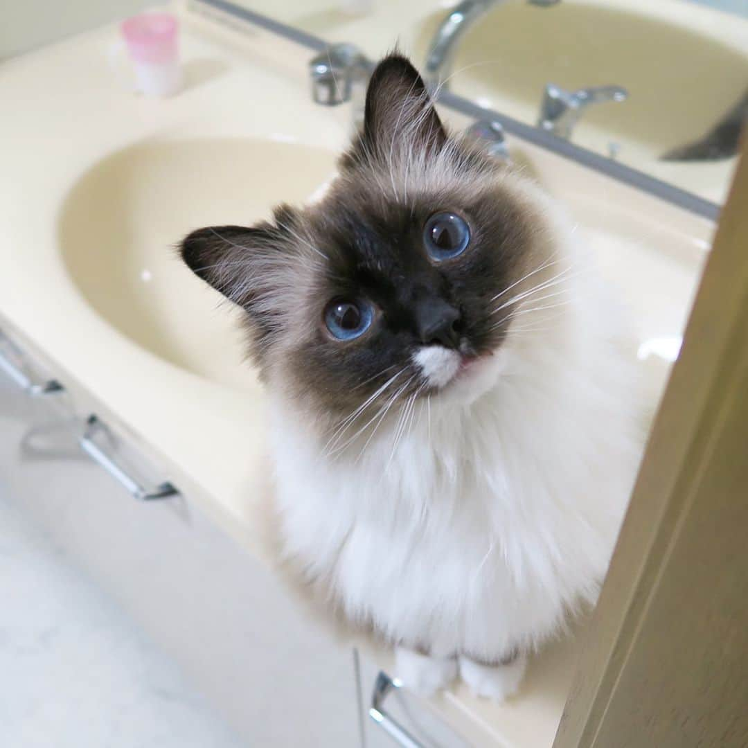 takegaeruさんのインスタグラム写真 - (takegaeruInstagram)「こんばんにゃ✨ #cat #猫 #ragdoll #ラグドール #ホワイトポッチーズ」4月9日 21時37分 - takegaeru