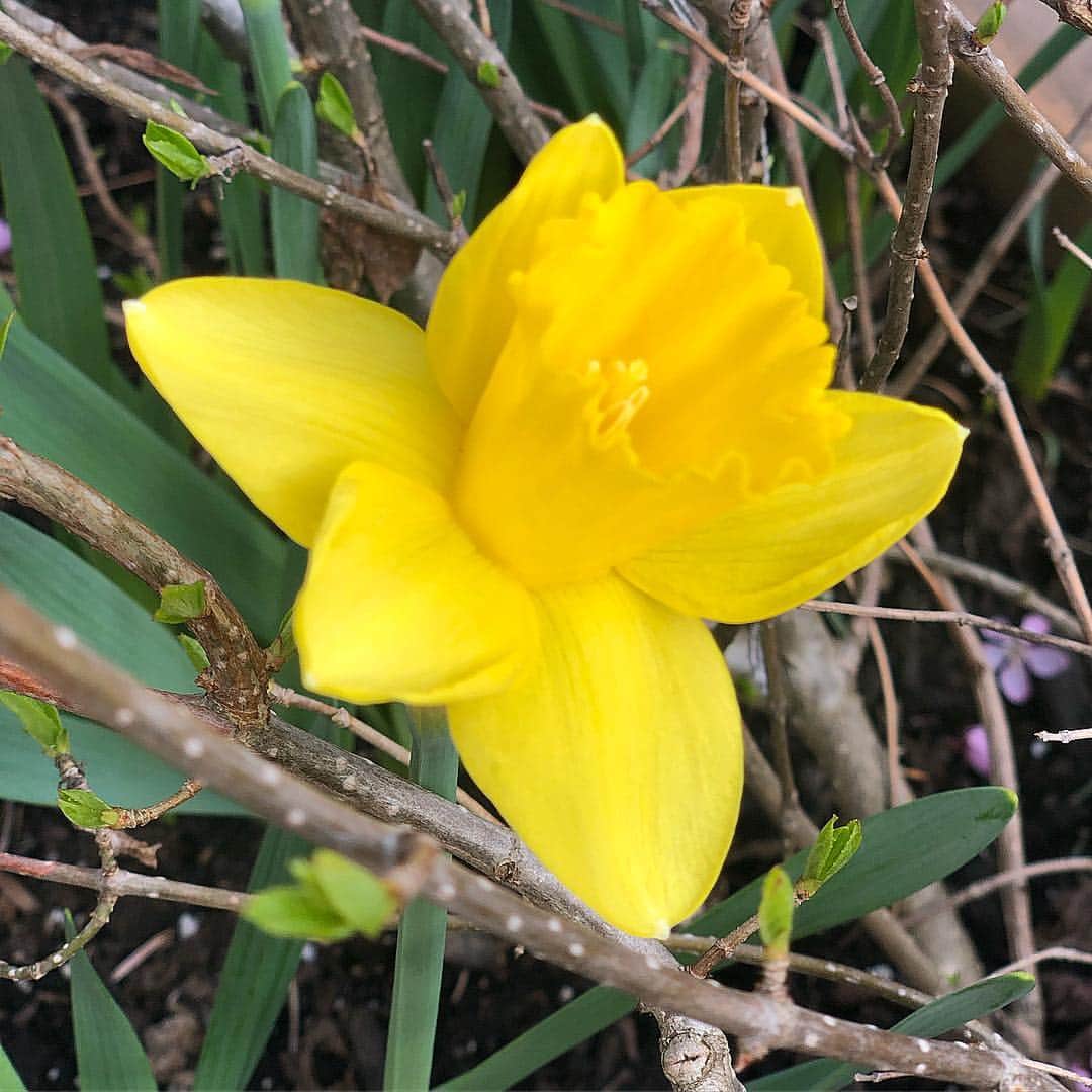 ザックポーゼンさんのインスタグラム写真 - (ザックポーゼンInstagram)「My first #daffodil is blooming, joy, bliss #springtime ! ✨🌱😍」4月9日 21時50分 - zacposen