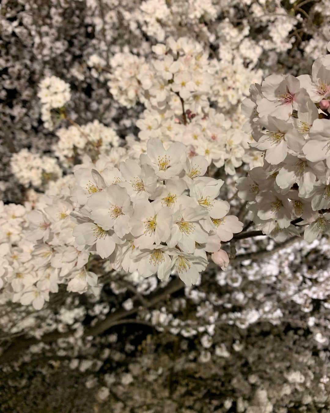 浅田真央さんのインスタグラム写真 - (浅田真央Instagram)「#京都#東寺#桜」4月9日 21時42分 - maoasada2509