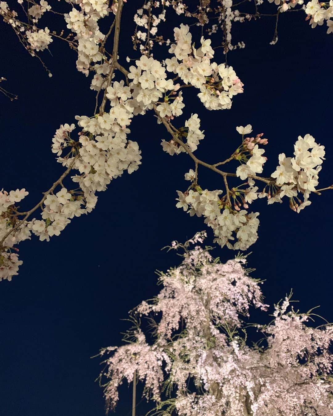 浅田真央さんのインスタグラム写真 - (浅田真央Instagram)「#京都#東寺#桜」4月9日 21時42分 - maoasada2509