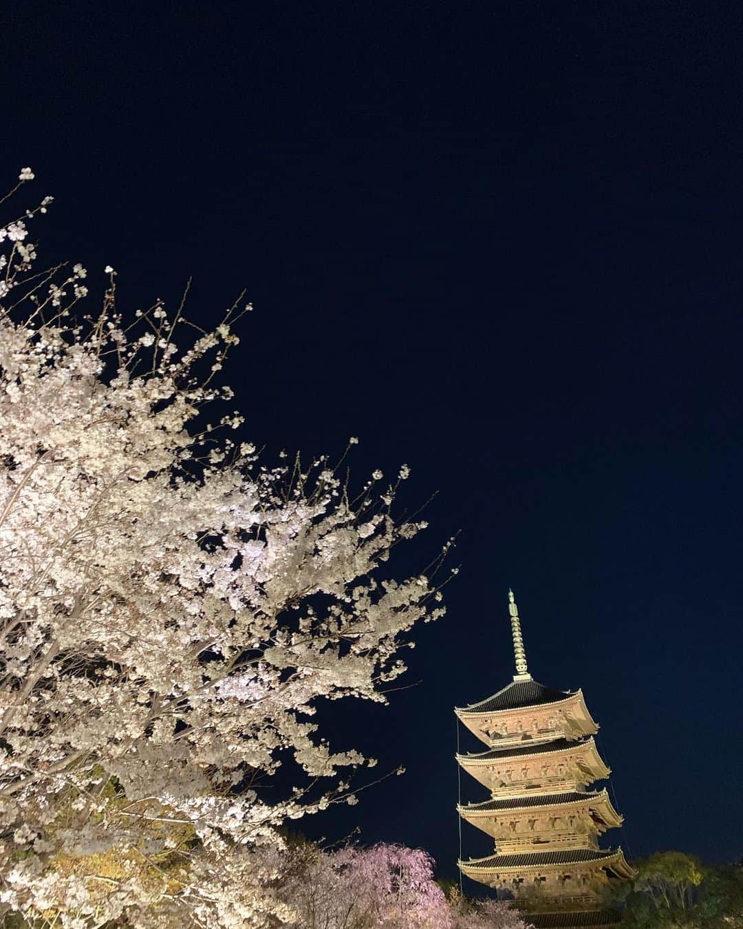 浅田真央さんのインスタグラム写真 - (浅田真央Instagram)「#京都#東寺#桜」4月9日 21時42分 - maoasada2509