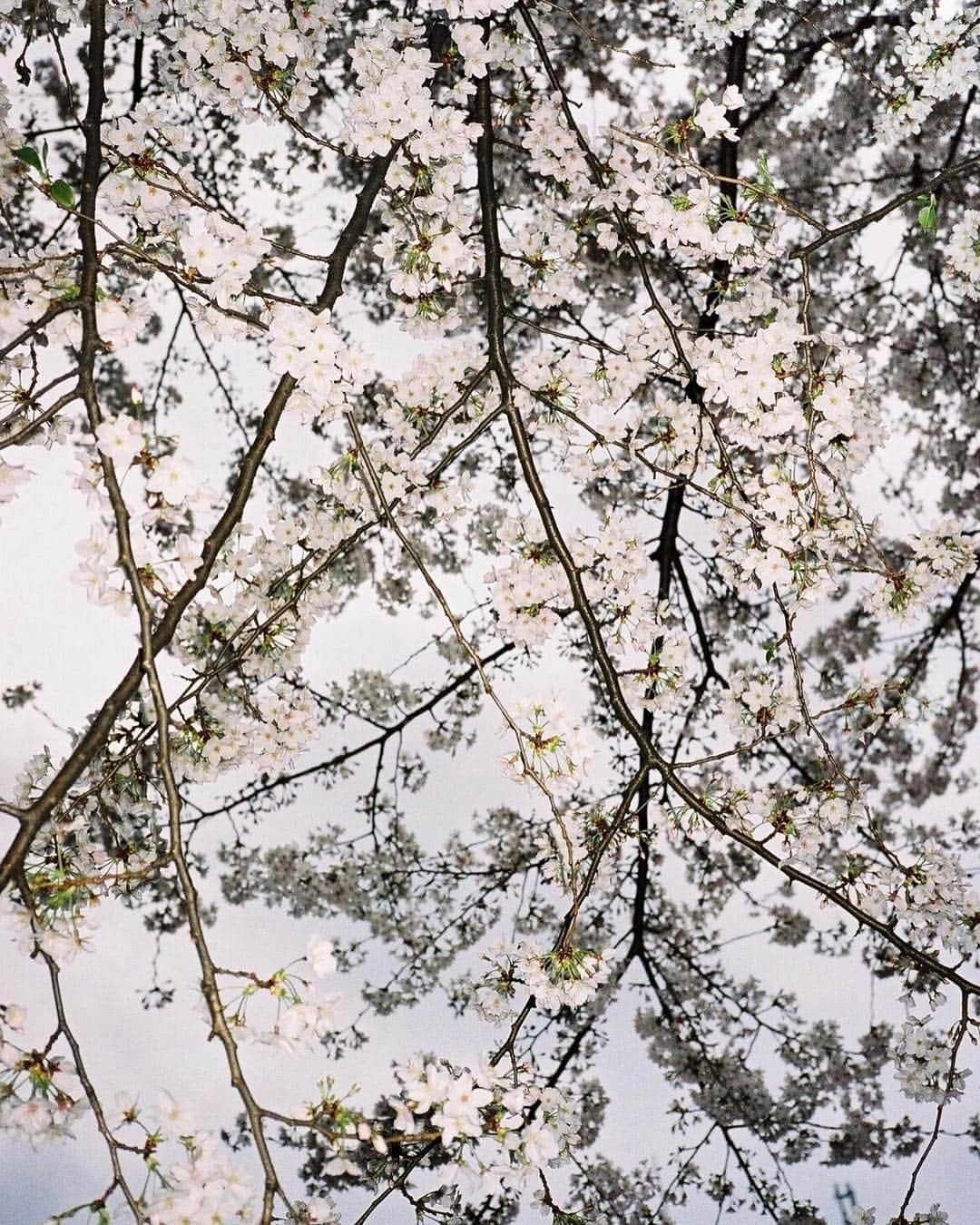 忽那汐里さんのインスタグラム写真 - (忽那汐里Instagram)「full bloom!」4月9日 21時46分 - shiolikutsuna