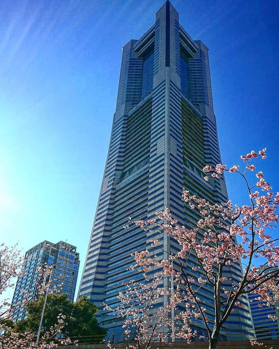 横浜市さんのインスタグラム写真 - (横浜市Instagram)「Soak in some springtime sun under our Landmark. Photo: @t_kaise #myyokohama」4月9日 21時46分 - findyouryokohama_japan