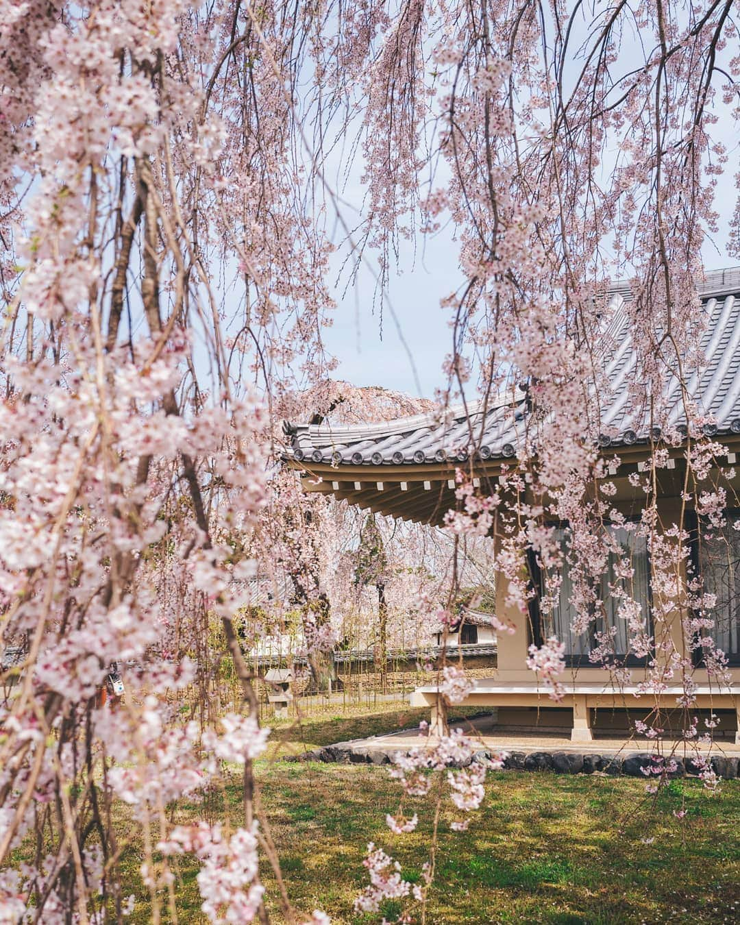 福田洋昭さんのインスタグラム写真 - (福田洋昭Instagram)「⛩️💮Showers」4月9日 21時47分 - hirozzzz