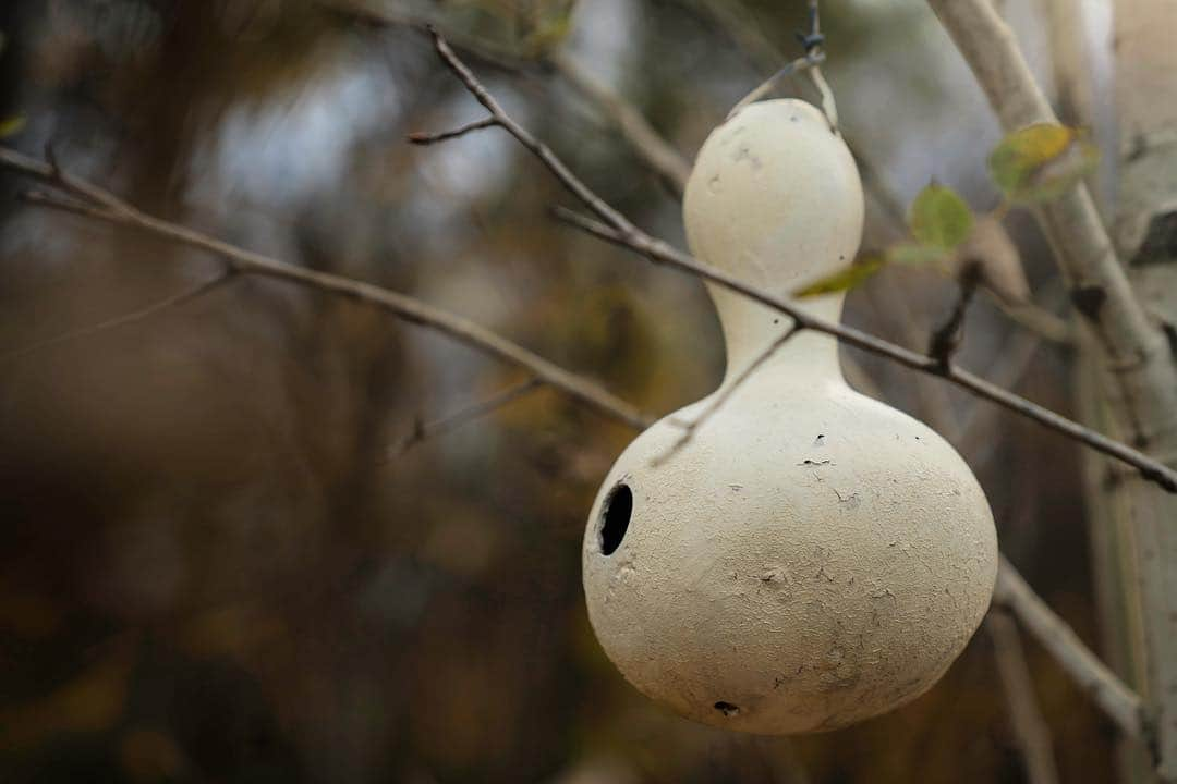 アウル・シティーさんのインスタグラム写真 - (アウル・シティーInstagram)「Through the grapevine I heard an empty gourd Is hangin up somewhere On some old lady’s porch I’ll pack my bags And off I’ll goooooooooooo #house #wren」4月9日 21時57分 - owlcityofficial