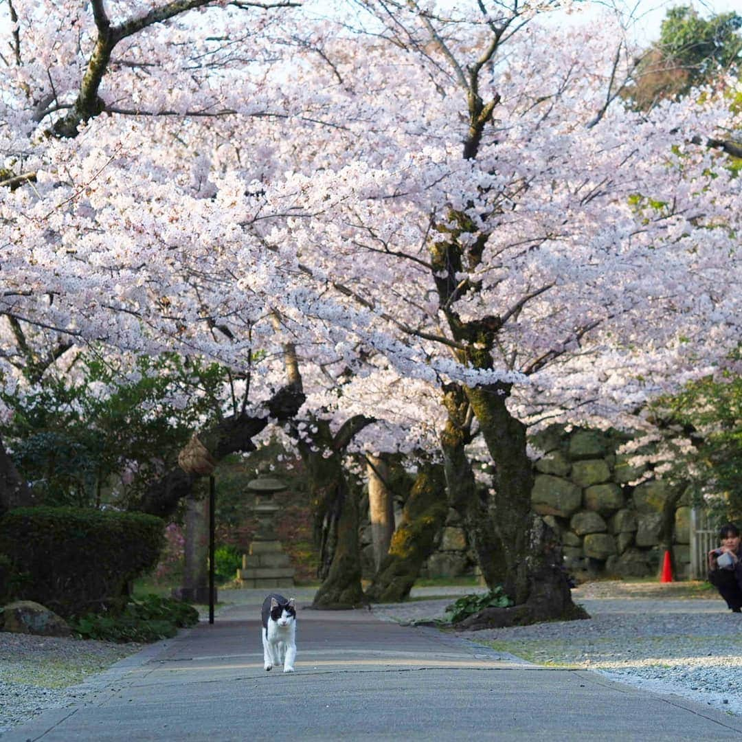 路地裏のにゃん吉さんのインスタグラム写真 - (路地裏のにゃん吉Instagram)「春爛漫🌸  おでの撮影の仕方見て目が点の来観者一人(・_・) #神社フォトコンわたしと神社 #แมว #igersjp#ねこ#猫#ig_japan#ねこ部#ふわもこ部#野良猫#にゃんすたぐらむ#みんねこ #cats#ファインダー越しの私の世界 #catsofinstagram#catstocker#instagramjapan##catloversclub#ペコねこ部#ピクネコ #東京カメラ部#icu_japan#team_jp_西 #고양이#nekoclub #catstagram#japan_photo_now #bestcatclub #loves_nippon#balousfriends#getolympus」4月9日 21時53分 - nyankichi5656