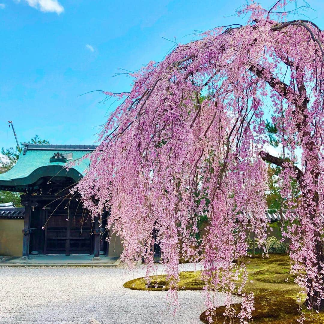 梅谷安里さんのインスタグラム写真 - (梅谷安里Instagram)「ほんとに綺麗だった🌸 いよいよ桜も終わりかな😢🌸 #🌸#桜 #京都#高台寺 #sakura」4月9日 21時53分 - anriworld