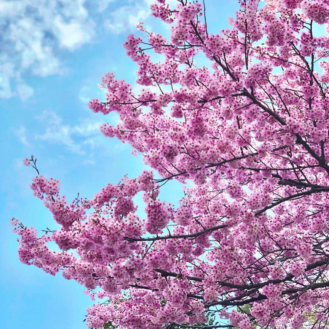 梅谷安里さんのインスタグラム写真 - (梅谷安里Instagram)「ほんとに綺麗だった🌸 いよいよ桜も終わりかな😢🌸 #🌸#桜 #京都#高台寺 #sakura」4月9日 21時53分 - anriworld