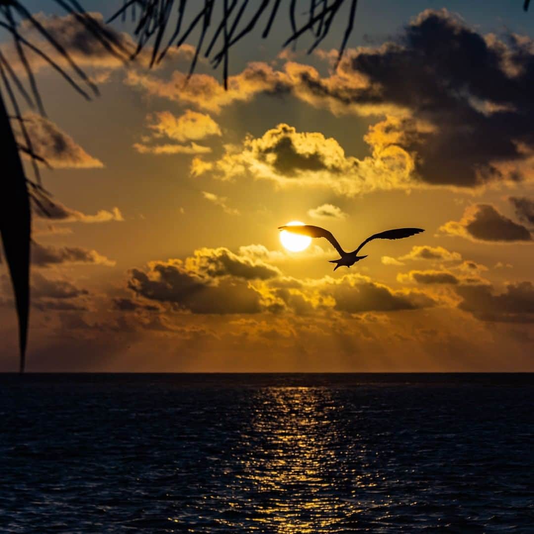 ルフトハンザさんのインスタグラム写真 - (ルフトハンザInstagram)「Sunset is one of the most beautiful spectacles you can witness in Puerto Morelos. The harmony of water, sky and sun creates an enchanting picture. #Lufthansa #CityOfTheMonth #Cancún」4月9日 22時00分 - lufthansa