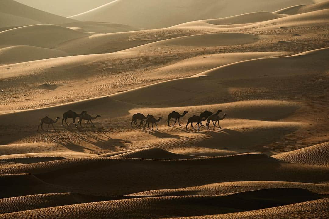 National Geographic Travelさんのインスタグラム写真 - (National Geographic TravelInstagram)「Photo by Michael Yamashita @yamashitaphoto // #sponsored by @visitabudhabi // A herd of young camels out on their first walk at sunrise on the Moreeb Sand Dunes near Liwa. There are several Bedouin camel farms in this area breeding them for camel racing at the nearby race track in Liwa, we had a hard time keeping up with them riding ATVs over endless waves of sand dunes, aptly named, “The Empty Quarter.” // Photography helps tell stories we can't easily put into words. See how @visitabudhabi worked with surreal artist @ugogattoni to take these images to new dimensions with illustrations that are sure to inspire you to @visitabudhabi on nationalgeographic.com/experienceabudhabi」4月9日 22時01分 - natgeotravel