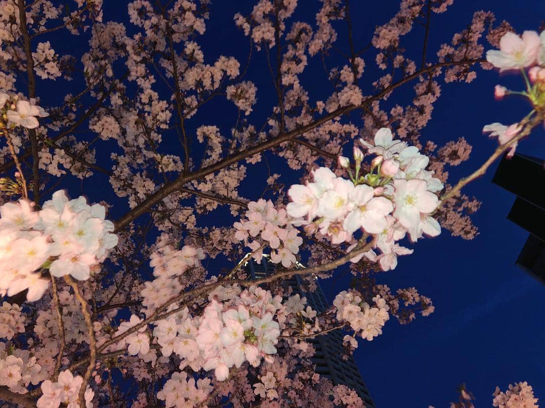 小澤しぇいんさんのインスタグラム写真 - (小澤しぇいんInstagram)「夜桜🌙やっと花見に行けました🌸 さすがに桜の木も緑がチラチラと🌱 もう暖かいかなと思ったらすごく寒い…。 半袖のワンピースも寒かった…。 でも可愛いから暖かくなったらもっとたくさん着ようかな❤️ #titivate  #フレアマキシワンピース #ティティベイト #titivatestyle #シンプルコーデ #coordinate #ootd @titivatejp」4月9日 22時03分 - 1217_shane