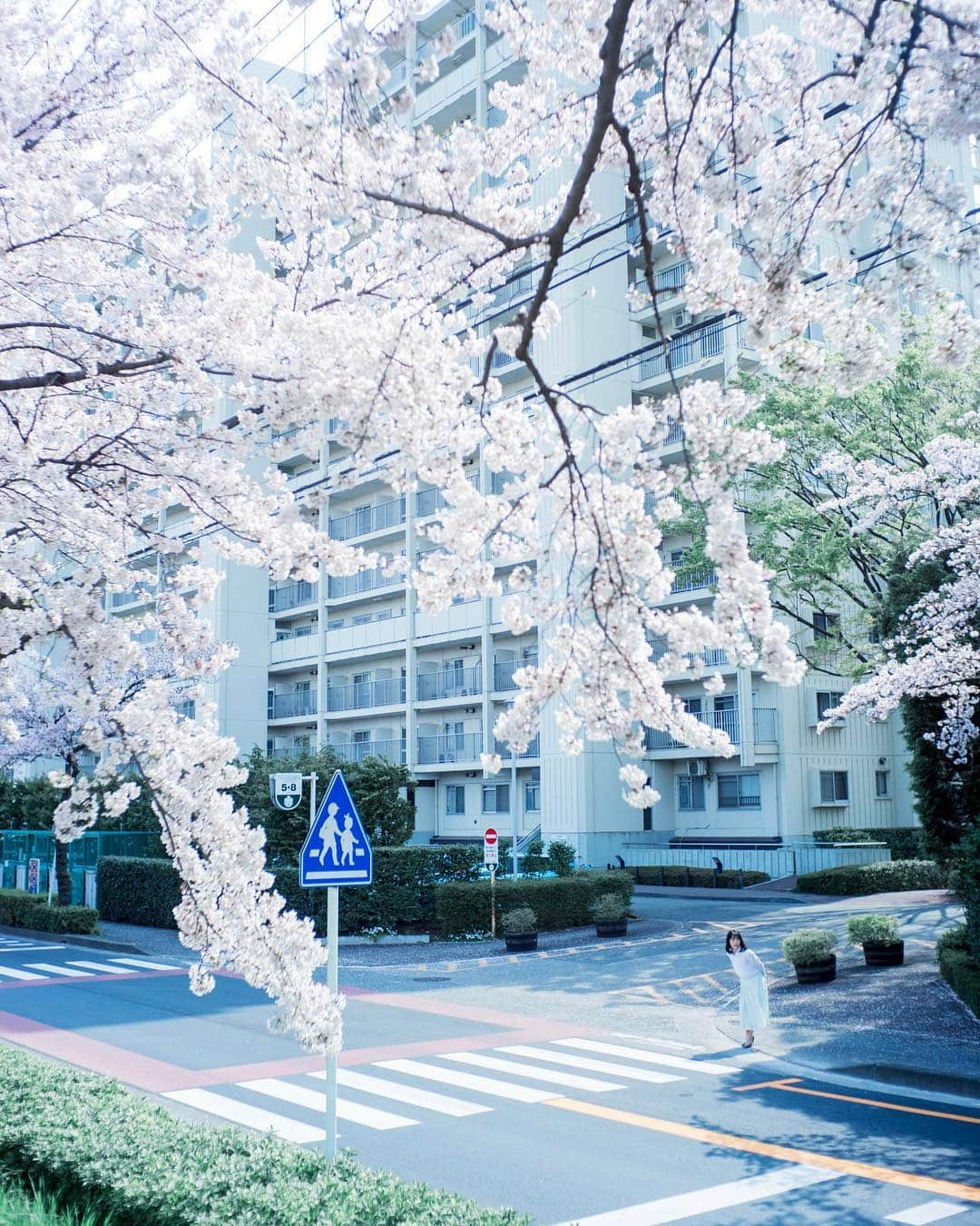 shabonさんのインスタグラム写真 - (shabonInstagram)「* . . . . . ❀ ༶⋆｡* . . . . . * #igersjp #tokyocameraclub #東京カメラ部 #instagramjapan #team_jp_ #photo_shorttrip #impression_shots #GPW_members_only #as_archive #indies_gram #reco_ig #hueart_life #art_of_japan_ #ig_phos #daily_photo_jpn #visitjapanjp #jp_mood #whim_life #sonyportraits #sonyalpha #japan #indy_photolife #japan_daytime_view #東京女子部 #rox_captures #hubsplanet #pt_life_ #saitama #ソメイヨシノ #なんでもないただの道が好き」4月9日 22時05分 - shabon