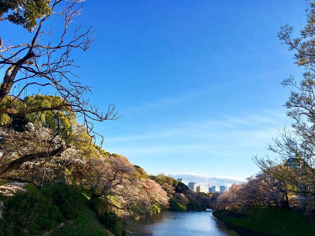 木村圭作さんのインスタグラム写真 - (木村圭作Instagram)「四谷から九段下までウォーキング♫🚶‍♂️ 外国人観光客が写真撮ってたので自分も📷」4月9日 22時07分 - keisakukimura