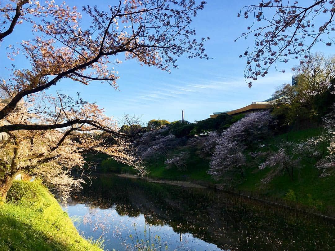 木村圭作さんのインスタグラム写真 - (木村圭作Instagram)「四谷から九段下までウォーキング♫🚶‍♂️ 外国人観光客が写真撮ってたので自分も📷」4月9日 22時07分 - keisakukimura