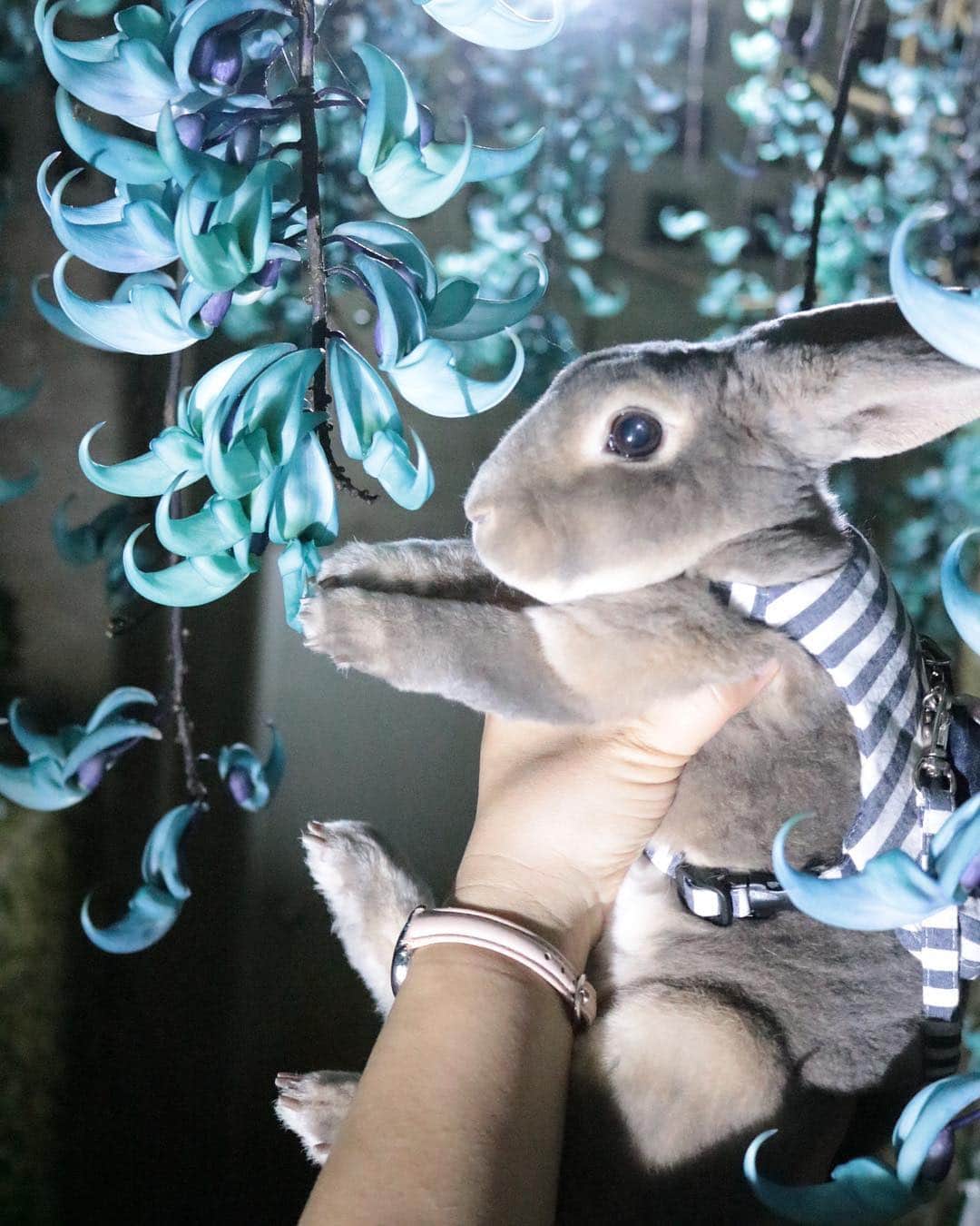 Kayoのインスタグラム：「タッチ♡ 夜のヒスイカズラめっちゃ幻想的✨✨」