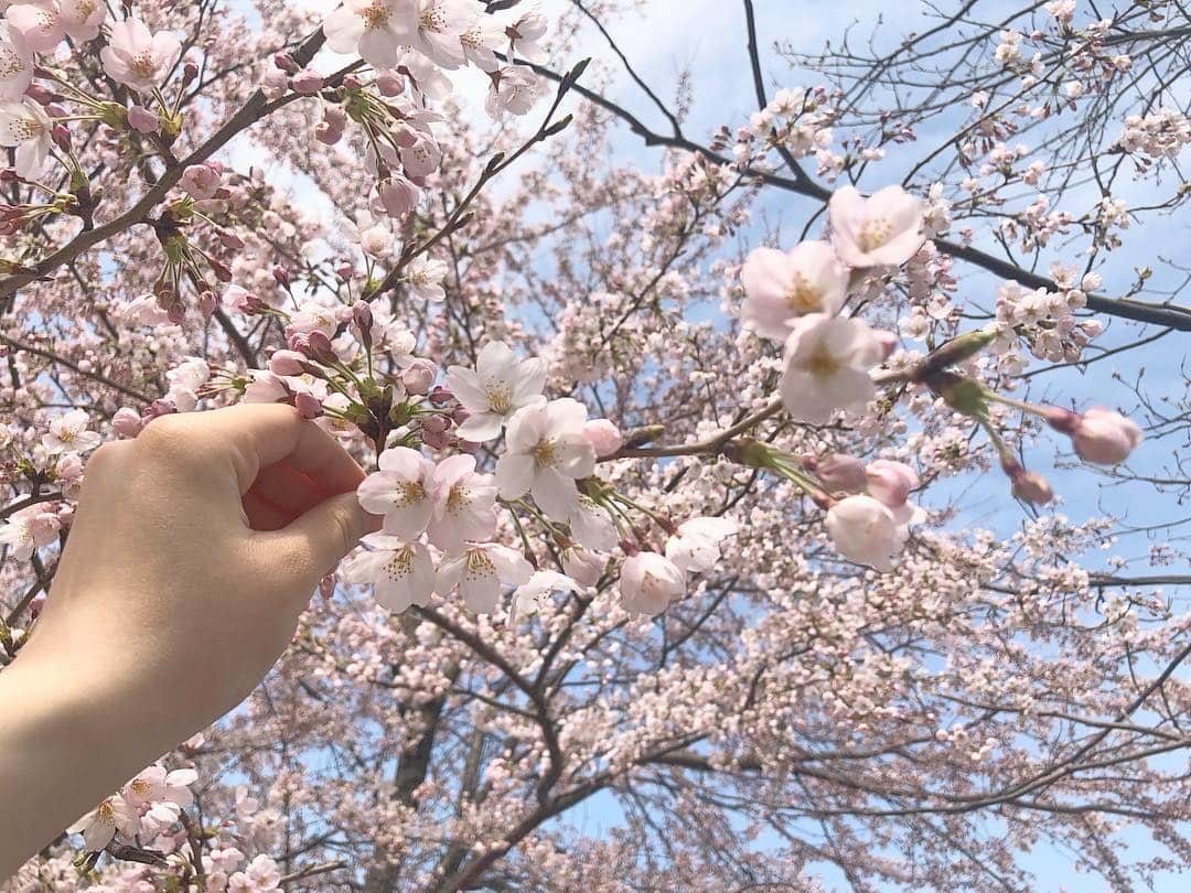 日下部愛菜さんのインスタグラム写真 - (日下部愛菜Instagram)「やっと新潟にも桜が咲きました🌸 ちらっと見ただけだからゆっくりお花見とかしたいな〜🍡」4月9日 22時31分 - aina_kusakabe