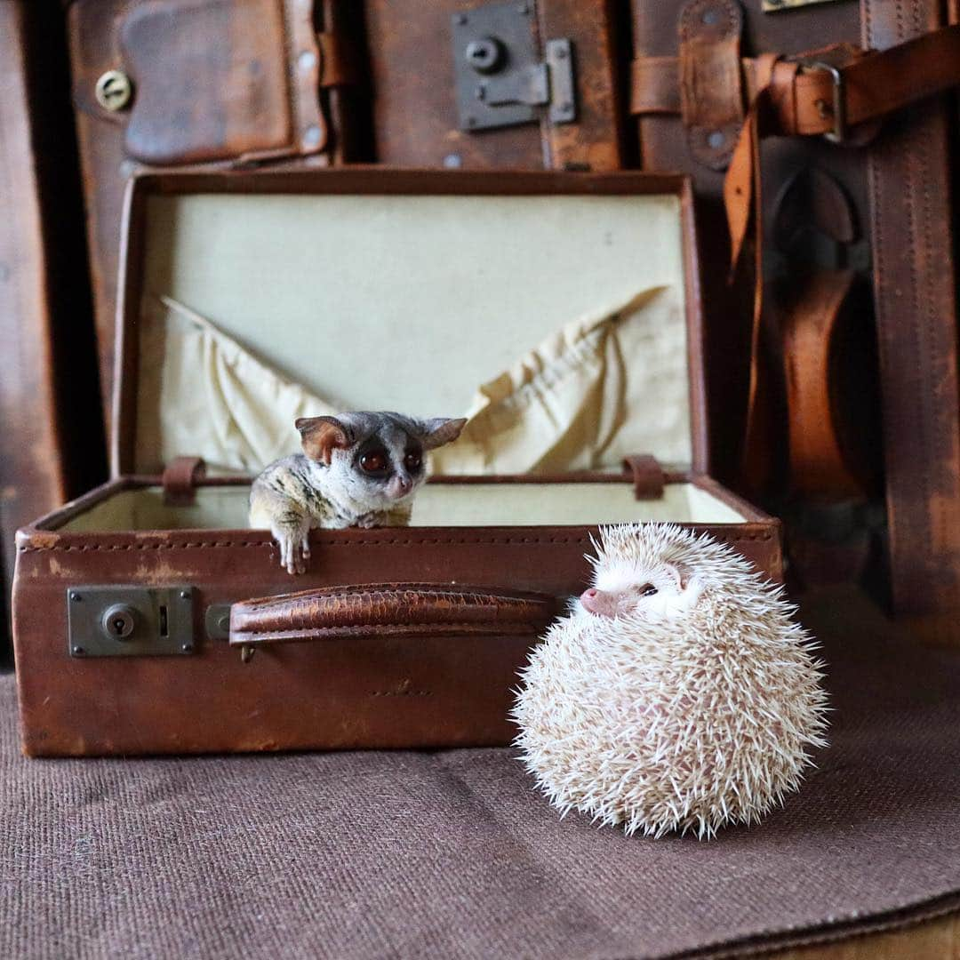 ダーシーさんのインスタグラム写真 - (ダーシーInstagram)「Chopin and Pizzatoru(@pizzatoru) 🦔🐒✨ ・ ・ ・ オフショットなど🦔🐒✨ 1枚目はもう飽きちゃって跳ぶピザトルくん🐒💨 2枚目は初対面でショパンのお顔をまじまじ😳 3枚目はお互い気まずいのか目をそらす👀ほとんどこんな感じでした🤣 ・ ・ ・ 告知ですが、4/27-4/28(まるっと小動物展in名古屋の初日と2日目)に、名古屋のHARRYWOODさん(@cafeharrywood)にて撮影係として働いてますので遊びに来てください😊📸 @5by5chihiro さんと @sae.shelter さんと @ichigo_chiyoco さんのワークショップもあります🦔✨」4月9日 22時34分 - darcytheflyinghedgehog