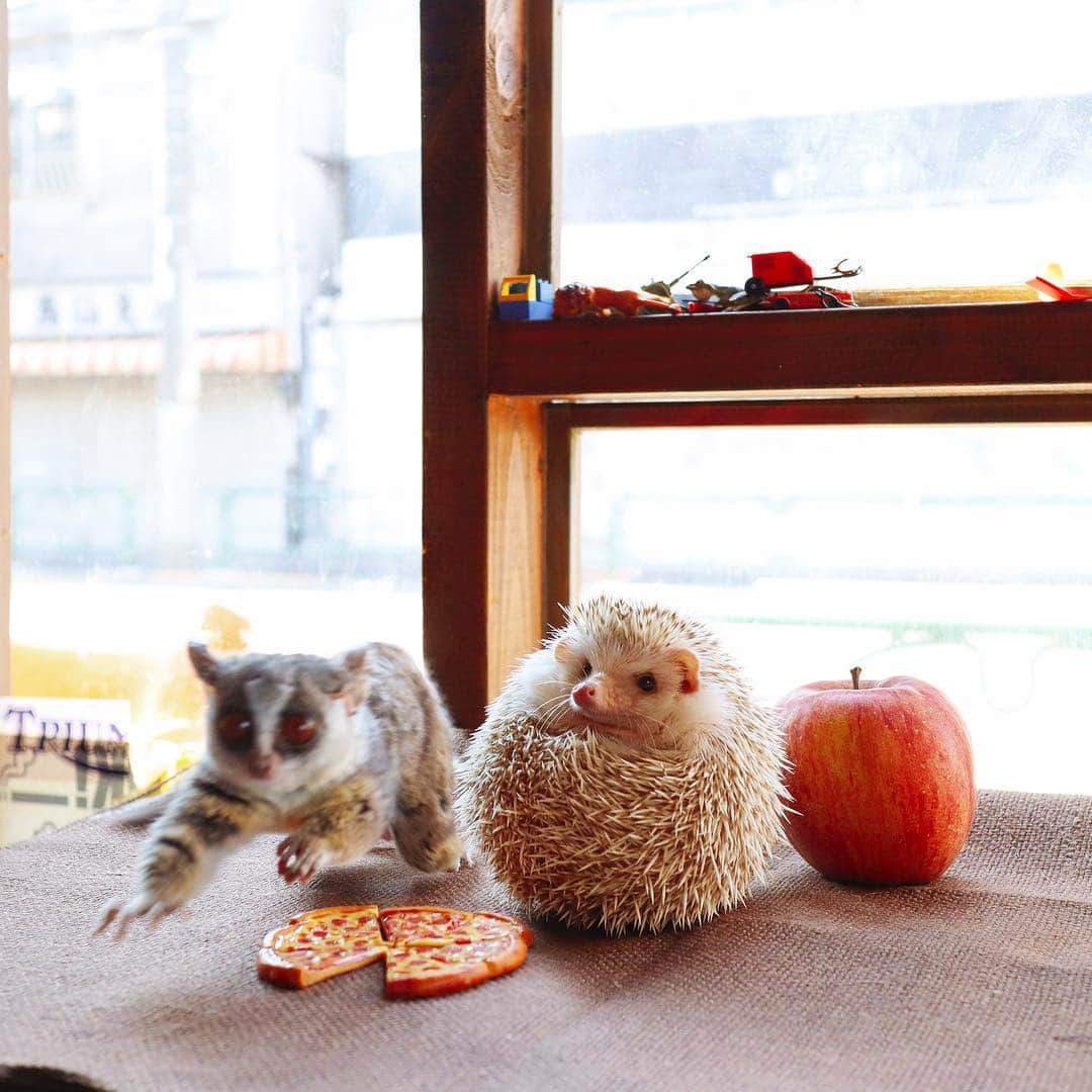 ダーシーさんのインスタグラム写真 - (ダーシーInstagram)「Chopin and Pizzatoru(@pizzatoru) 🦔🐒✨ ・ ・ ・ オフショットなど🦔🐒✨ 1枚目はもう飽きちゃって跳ぶピザトルくん🐒💨 2枚目は初対面でショパンのお顔をまじまじ😳 3枚目はお互い気まずいのか目をそらす👀ほとんどこんな感じでした🤣 ・ ・ ・ 告知ですが、4/27-4/28(まるっと小動物展in名古屋の初日と2日目)に、名古屋のHARRYWOODさん(@cafeharrywood)にて撮影係として働いてますので遊びに来てください😊📸 @5by5chihiro さんと @sae.shelter さんと @ichigo_chiyoco さんのワークショップもあります🦔✨」4月9日 22時34分 - darcytheflyinghedgehog