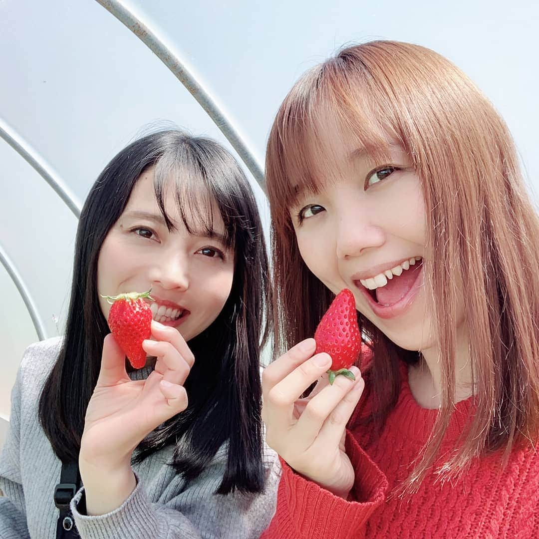 和泉杏さんのインスタグラム写真 - (和泉杏Instagram)「なんと綺麗な画質でしょう。。。(゜ﾛ゜;ﾉ）ﾉ . . #ハルカラ #長良園 #ながらえん #いちご #イチゴ #苺 #ハルカラといちご」4月9日 22時37分 - izumikyou