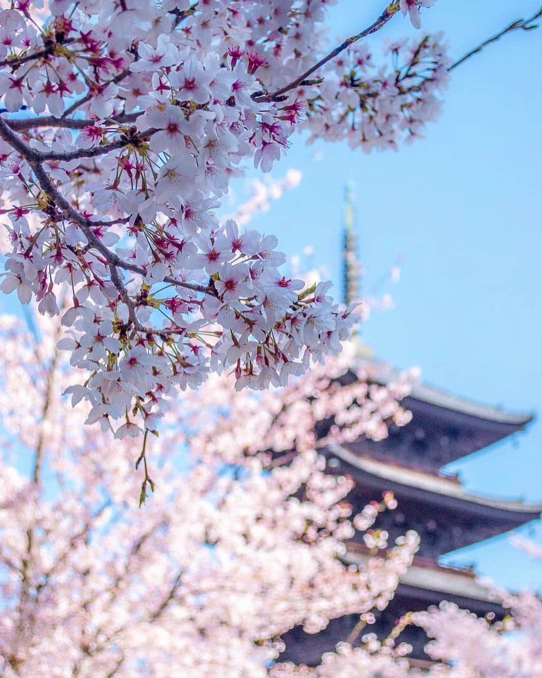 神田藍香さんのインスタグラム写真 - (神田藍香Instagram)「KYOTO🌸﻿ ﻿ ﻿ #japan#kyoto#sakura#biautiful #kyototrip#trip#travel#happy#spring #travelling#instagood#l4l#likeforlikes  #tagsforlike#京都#桜#お寺#春#空#風景 #旅行#タビジョ#ポートレート#お花見」4月9日 22時38分 - kaatan0522