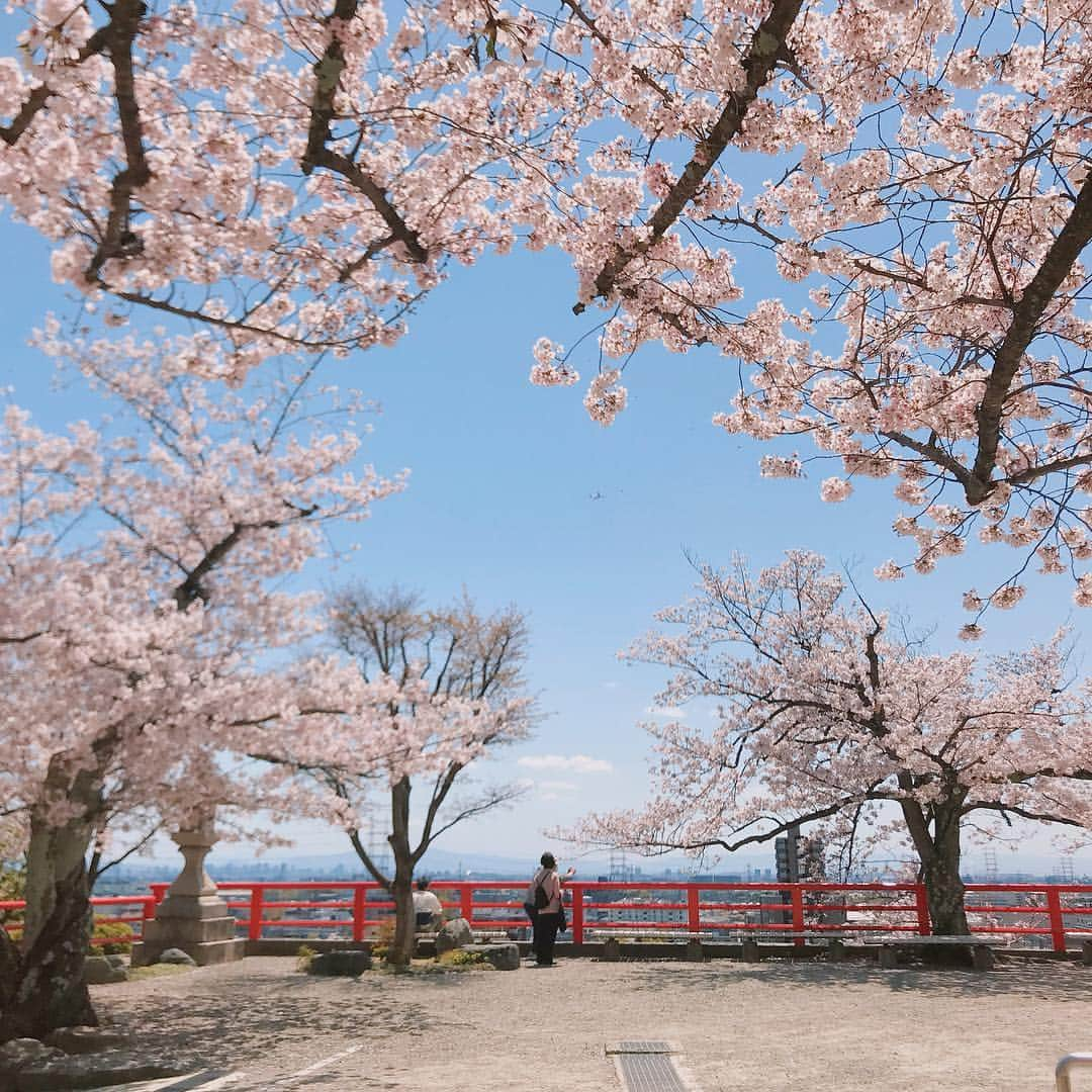 雛月乙葉さんのインスタグラム写真 - (雛月乙葉Instagram)「まだまだ綺麗にパワフルに咲いている🌸 ・ #桜#春#Spring」4月9日 22時49分 - h.ayano.m