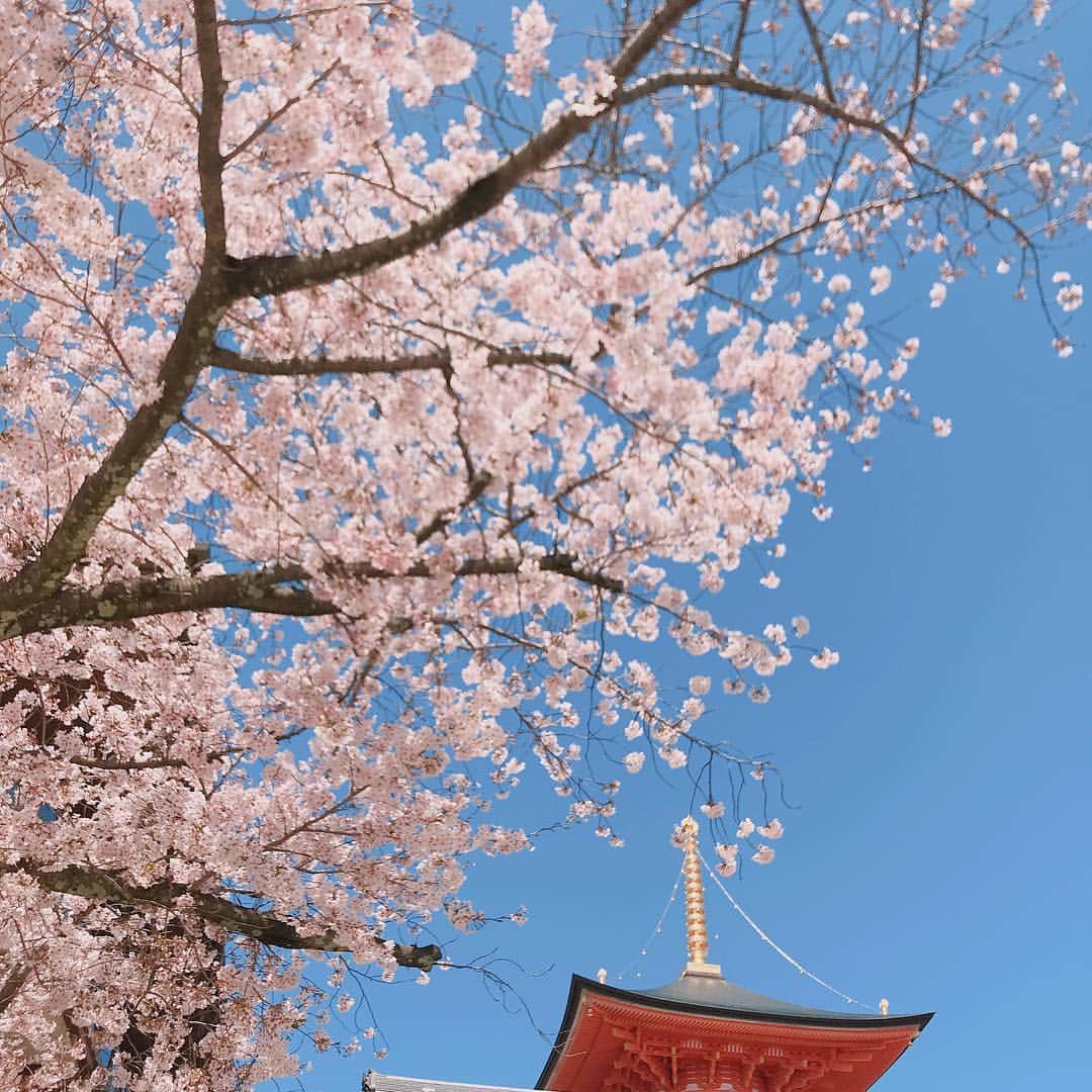 雛月乙葉さんのインスタグラム写真 - (雛月乙葉Instagram)「まだまだ綺麗にパワフルに咲いている🌸 ・ #桜#春#Spring」4月9日 22時49分 - h.ayano.m