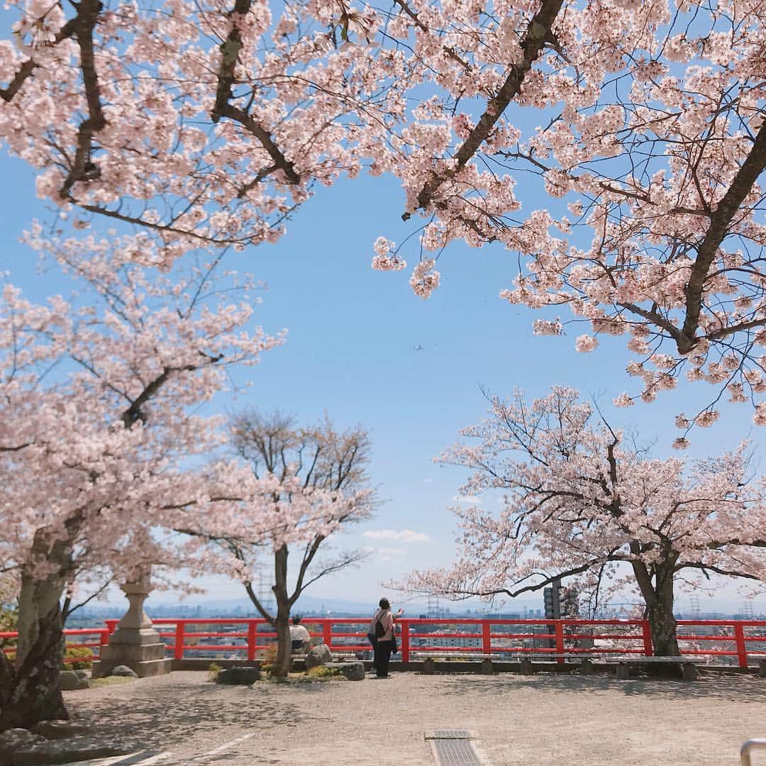 雛月乙葉のインスタグラム：「まだまだ綺麗にパワフルに咲いている🌸 ・ #桜#春#Spring」