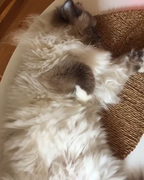 Tinaのインスタグラム：「#TBT When George almost went overboard 😳😹」