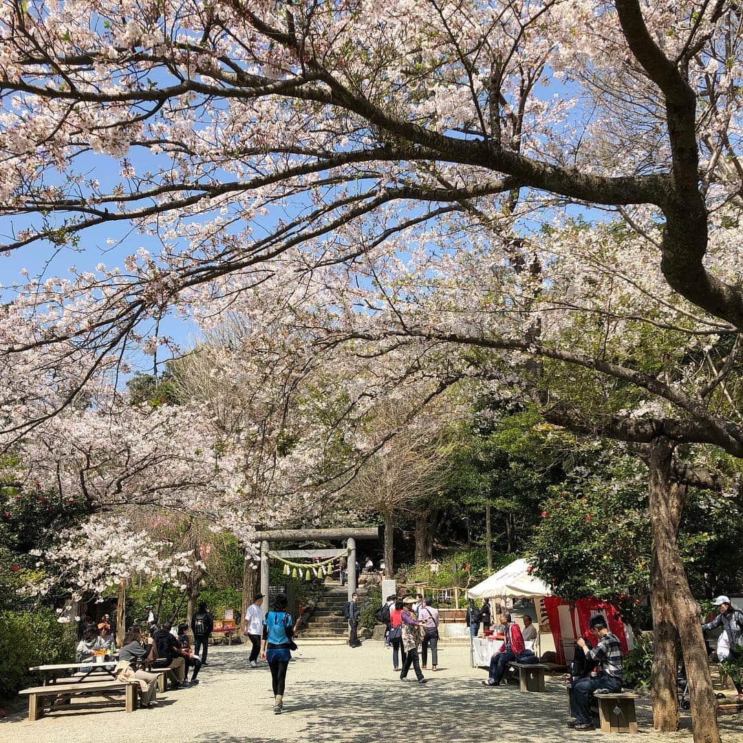 上野優花さんのインスタグラム写真 - (上野優花Instagram)「⛩葛原岡神社 縁結びの神様です。 急勾配の坂を上り続けた所にあります。 思いがけず登山気分。というか登山。笑 鳥居の前の桜の木々が素晴らしいのに、 お花見客はそんなに多くなくて穴場かも🌸 鎌倉って梅雨の紫陽花時期か夏しか行ったことなかったけど、春も最高ですね😊✨ #拍手は大きめ #ワセジョ旅 #春の鎌倉旅 #私の参拝日記  #街中の桜もいいけど自然の中の桜はもっといい」4月9日 22時44分 - yuka_ueno89