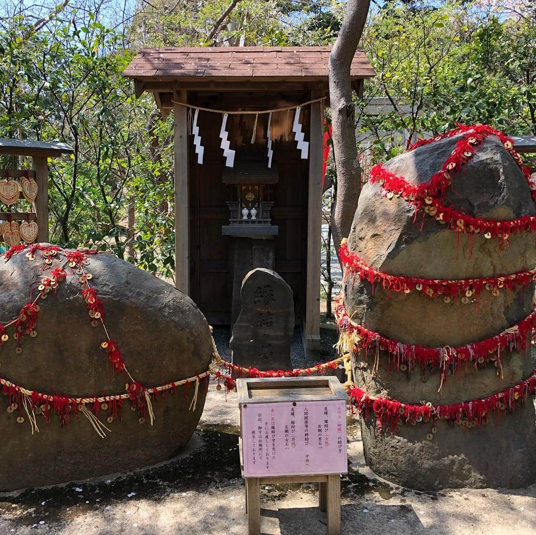 上野優花さんのインスタグラム写真 - (上野優花Instagram)「⛩葛原岡神社 縁結びの神様です。 急勾配の坂を上り続けた所にあります。 思いがけず登山気分。というか登山。笑 鳥居の前の桜の木々が素晴らしいのに、 お花見客はそんなに多くなくて穴場かも🌸 鎌倉って梅雨の紫陽花時期か夏しか行ったことなかったけど、春も最高ですね😊✨ #拍手は大きめ #ワセジョ旅 #春の鎌倉旅 #私の参拝日記  #街中の桜もいいけど自然の中の桜はもっといい」4月9日 22時44分 - yuka_ueno89