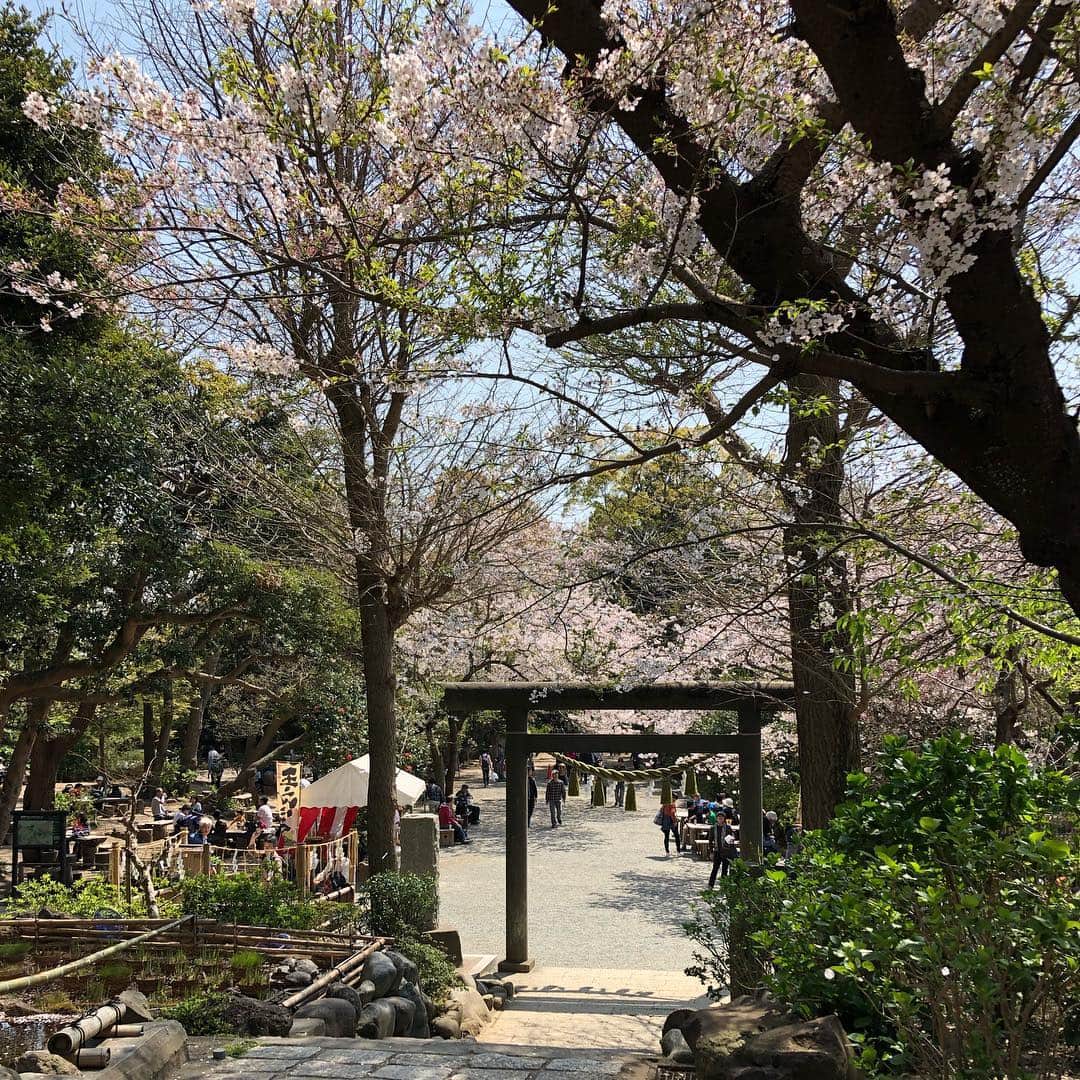 上野優花さんのインスタグラム写真 - (上野優花Instagram)「⛩葛原岡神社 縁結びの神様です。 急勾配の坂を上り続けた所にあります。 思いがけず登山気分。というか登山。笑 鳥居の前の桜の木々が素晴らしいのに、 お花見客はそんなに多くなくて穴場かも🌸 鎌倉って梅雨の紫陽花時期か夏しか行ったことなかったけど、春も最高ですね😊✨ #拍手は大きめ #ワセジョ旅 #春の鎌倉旅 #私の参拝日記  #街中の桜もいいけど自然の中の桜はもっといい」4月9日 22時44分 - yuka_ueno89