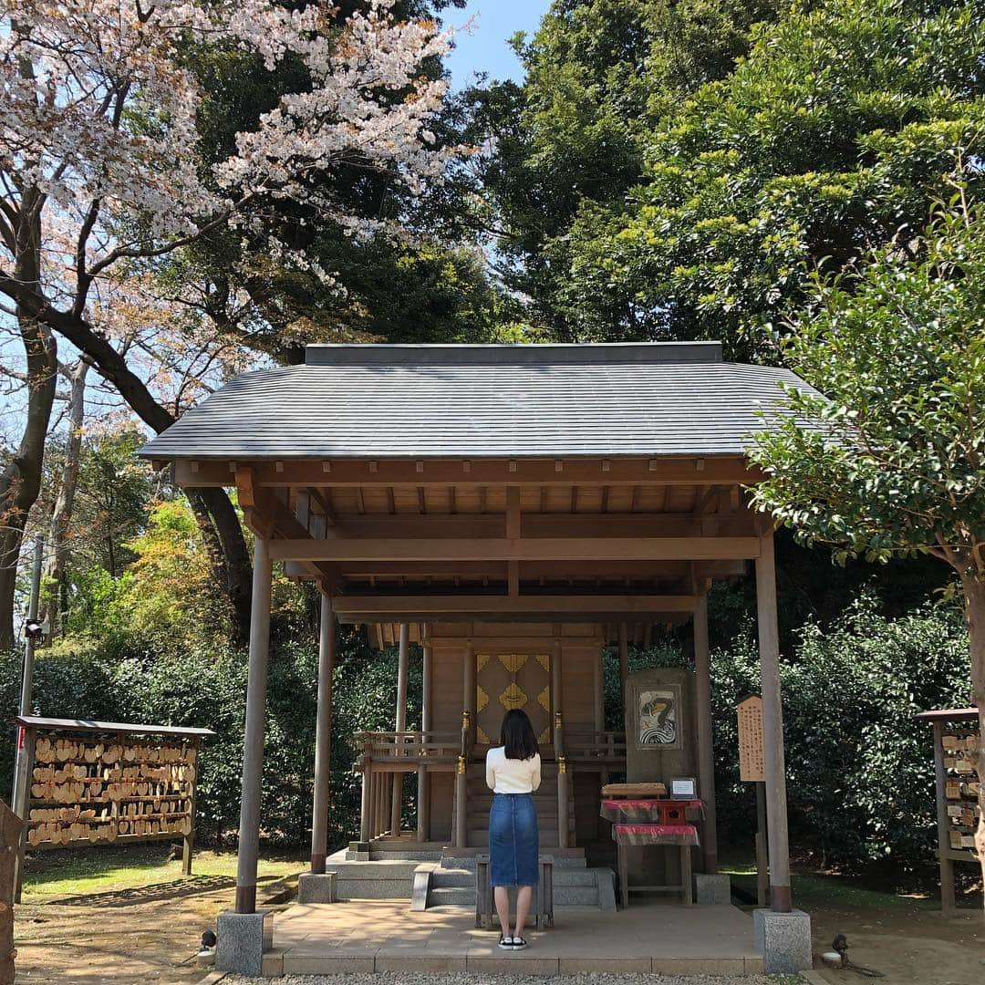 上野優花さんのインスタグラム写真 - (上野優花Instagram)「⛩葛原岡神社 縁結びの神様です。 急勾配の坂を上り続けた所にあります。 思いがけず登山気分。というか登山。笑 鳥居の前の桜の木々が素晴らしいのに、 お花見客はそんなに多くなくて穴場かも🌸 鎌倉って梅雨の紫陽花時期か夏しか行ったことなかったけど、春も最高ですね😊✨ #拍手は大きめ #ワセジョ旅 #春の鎌倉旅 #私の参拝日記  #街中の桜もいいけど自然の中の桜はもっといい」4月9日 22時44分 - yuka_ueno89