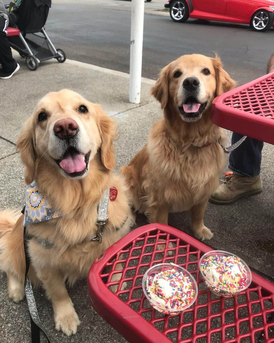 モヒートさんのインスタグラム写真 - (モヒートInstagram)「Here’s a double #tongueouttuesday with my best friend 🍦 @eastcoastcustard ------------------------------- #goldensofig #goldenretriever  #goldenretrieversofinstagram #betterwithpets #dogsofig  #dogsofinstagram #fluffypack #gloriousgoldens #welovegoldens #ilovemydog #goldenlife #bestwoof #ProPlanDog #ilovegolden_retrievers #mydogiscutest #retrieversgram #dogsofcle  #icecream #bestfriend #cleveland #spoiled #sprinklesareforwinners」4月9日 22時47分 - mojito_rose_family