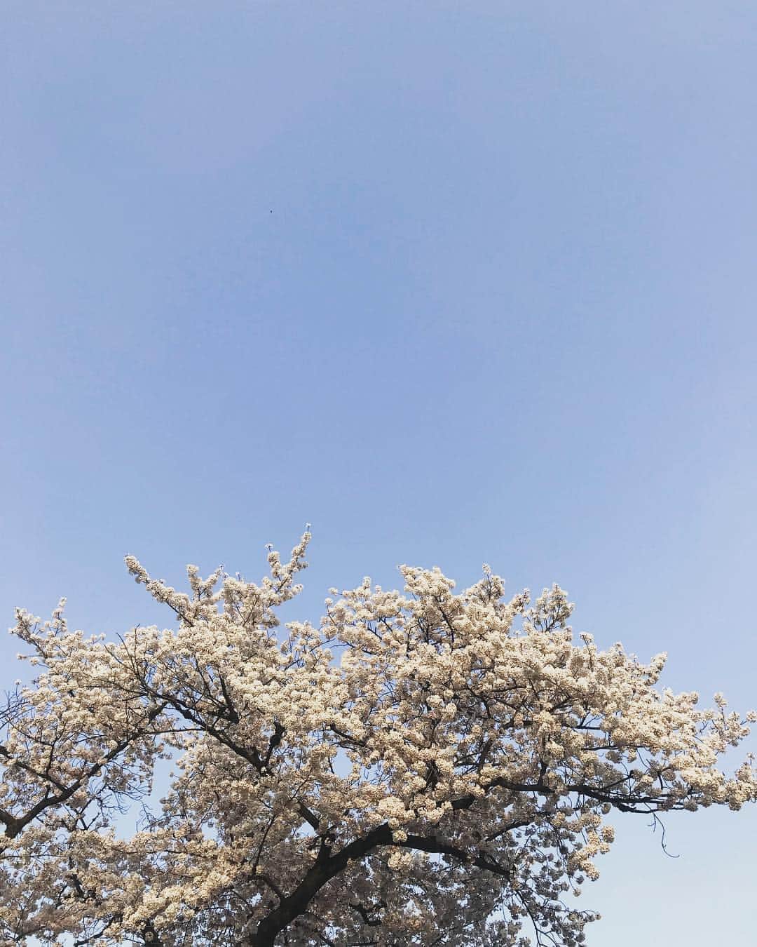 関川良さんのインスタグラム写真 - (関川良Instagram)「今年も見れた地元の大きな桜の樹。 来年は新しい場所で。 #kawagoe #sakura #川越 #桜」4月9日 22時49分 - ryosekikawa