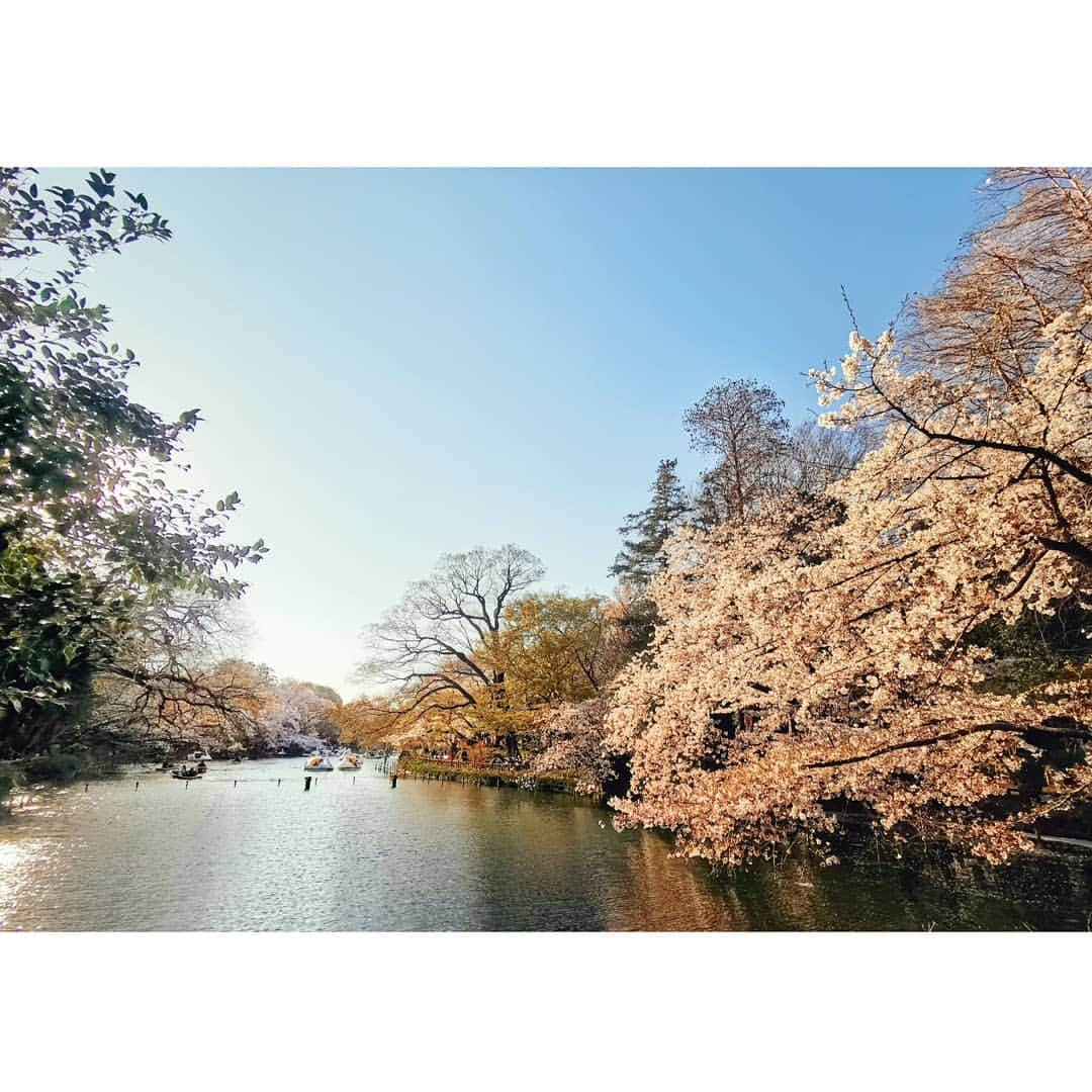 ダンソン・タンさんのインスタグラム写真 - (ダンソン・タンInstagram)「唐攝影上線🌸🌸🌸 #DT視角 #东京 #櫻花  #唐禹哲 #TOKYO #cherryblossom #sakura #HOTHEART #SEVENDAYS #DT」4月9日 22時54分 - dt_0902