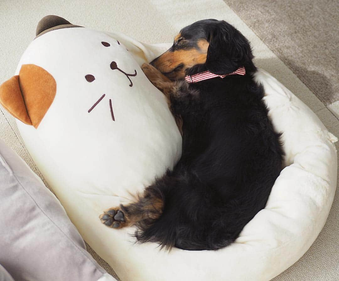 Sora Momoさんのインスタグラム写真 - (Sora MomoInstagram)「お昼寝そらともも🐶🐾🐶 ☺︎ 他にもいっぱいベッドがあるのに わざわざそらがカミカミしてボロボロになった猫ちゃんベッドで寝てるもも しかもそらが遊んで中のクッションはどこかへ飛んで行ってないのに すっぽり中に入って寝てる クッションなくても気持ちよさそう ☺︎ さて問題のそら兄様 今日は体はベッドから落ちて頭だけ隣のベッドに突っ込んで寝てる😅 現実逃避？僕を起こさないでください？ ☺︎ #お昼寝#ボロボロのベッド#クッションどこか飛んでいってる#穴だらけでドロドロ#すっぽりはまって#気持ちよさそう#恥ずかしいから#新しいベッドで寝て欲しい#頭だけベッドに突っ込む#いつもベッドの使い方間違ってる#毎日笑える#仲良し#そらともも #ダックス#ミニチュアダックス #dachshund #miniaturedachshund」4月9日 22時57分 - teratera_sorapu_