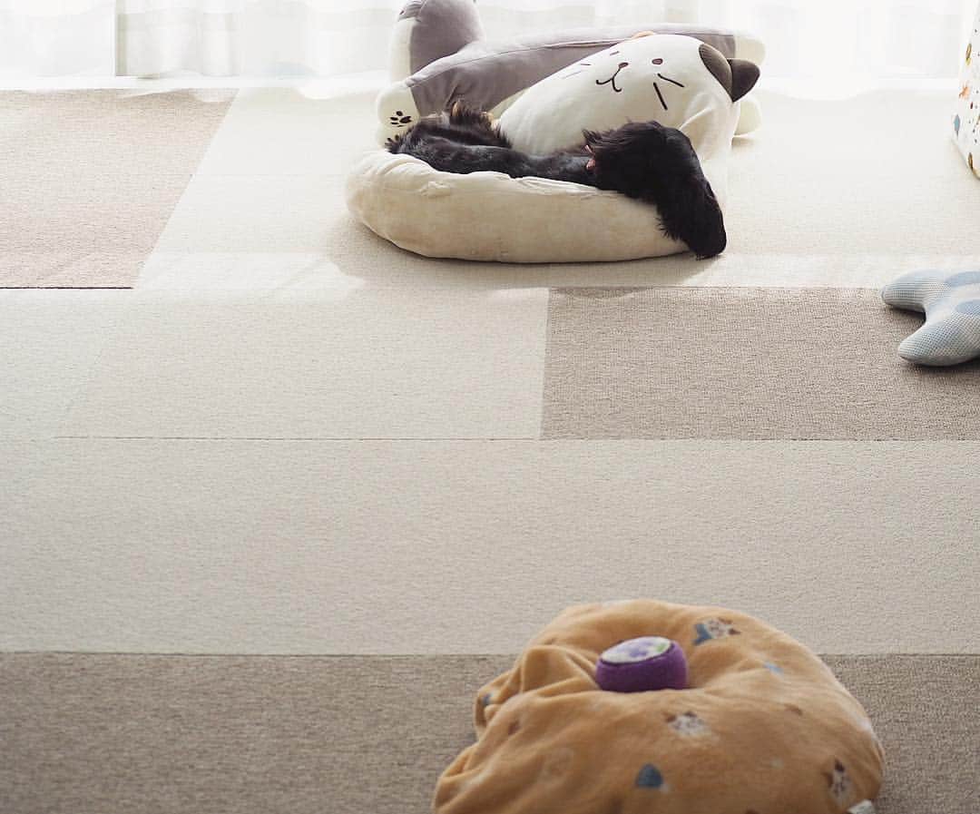 Sora Momoさんのインスタグラム写真 - (Sora MomoInstagram)「お昼寝そらともも🐶🐾🐶 ☺︎ 他にもいっぱいベッドがあるのに わざわざそらがカミカミしてボロボロになった猫ちゃんベッドで寝てるもも しかもそらが遊んで中のクッションはどこかへ飛んで行ってないのに すっぽり中に入って寝てる クッションなくても気持ちよさそう ☺︎ さて問題のそら兄様 今日は体はベッドから落ちて頭だけ隣のベッドに突っ込んで寝てる😅 現実逃避？僕を起こさないでください？ ☺︎ #お昼寝#ボロボロのベッド#クッションどこか飛んでいってる#穴だらけでドロドロ#すっぽりはまって#気持ちよさそう#恥ずかしいから#新しいベッドで寝て欲しい#頭だけベッドに突っ込む#いつもベッドの使い方間違ってる#毎日笑える#仲良し#そらともも #ダックス#ミニチュアダックス #dachshund #miniaturedachshund」4月9日 22時57分 - teratera_sorapu_