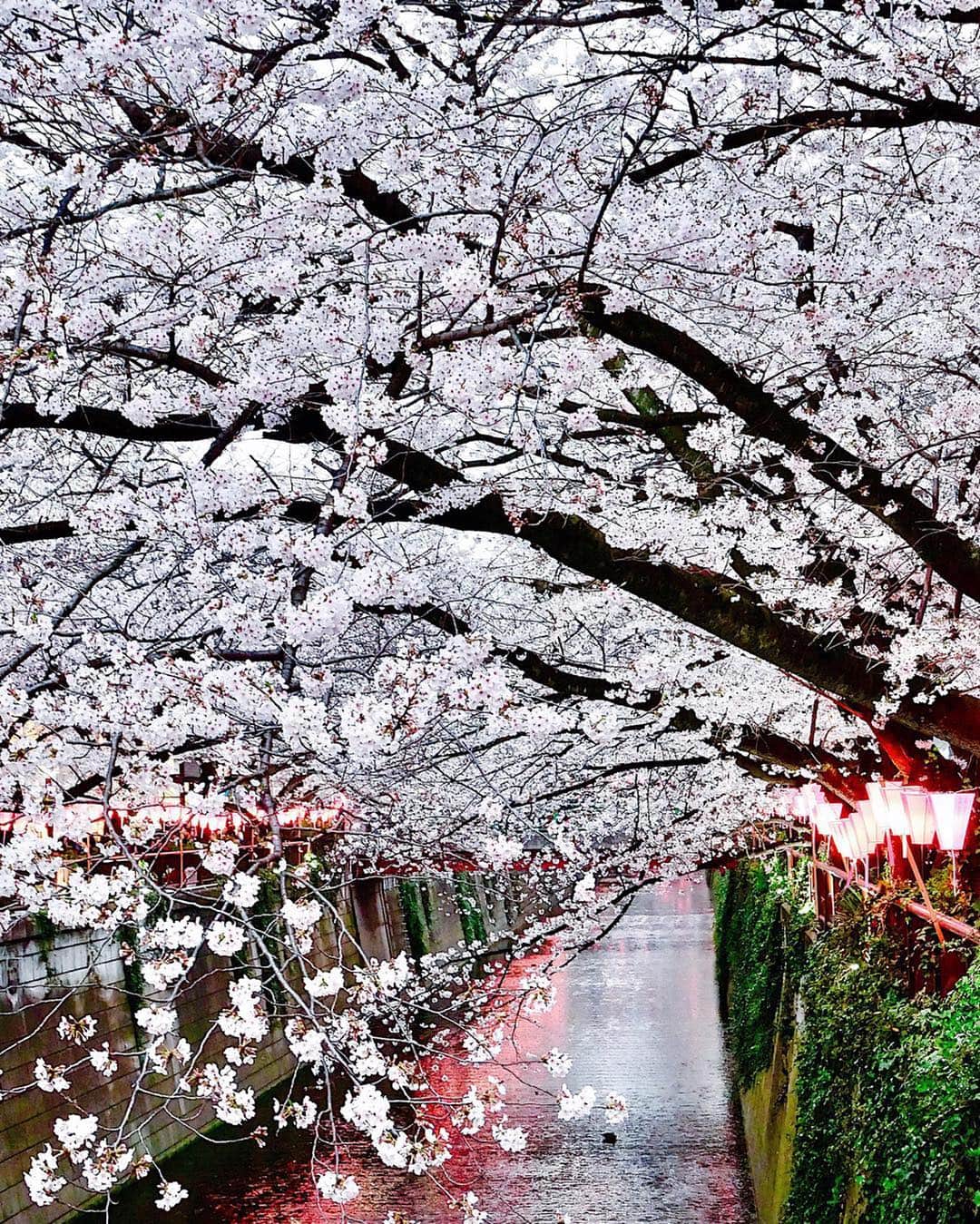上野瞳さんのインスタグラム写真 - (上野瞳Instagram)「今年まわれたお花見スポット🥰❤️﻿ #靖国神社 #千鳥ヶ淵 #皇居 #中目黒 #六本木﻿ #花園神社 #上野公園 #浅草 #隅田川 #鎌倉 #🌸﻿ ﻿ ﻿ 今年は咲いている時期が長くて﻿ 色ーんなところまわれて本当嬉しかった😂👏﻿ 中でも靖国神社、千鳥ヶ淵、皇居、花園神社は﻿ 初めて見た場所だけどこれから毎年見たいな﻿ って思えるくらい良いところばかりでした✨﻿ ﻿ #お花見 初日は寒くて #冬 の #アウター だったけど﻿ 最後はスプリングコートが着られるくらい﻿ あたたかくなって #春 を感じました🥰﻿ こちらは今季の #コート なのでタグ付けしとくね🏷﻿ ﻿ #ひぃコーデ #コーデ #春コーデ #トレンチコート #スプリング #ファッション #花見 #桜 #さくら﻿ #TONAL #tonaljapan #トーナル #サクラ #sakura」4月9日 23時03分 - hitomi.8