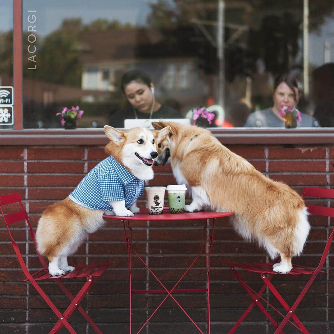 Geordi La Corgiさんのインスタグラム写真 - (Geordi La CorgiInstagram)「On a hot date with @bobthefluffycorgi.  Also getting strong vibes of disapproval from that lady in the back.」4月9日 23時03分 - lacorgi