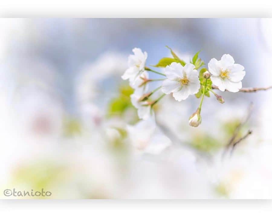 はなまっぷ❁日本の花風景さんのインスタグラム写真 - (はなまっぷ❁日本の花風景Instagram)「🍃🌸はなまっぷ平成最後の桜まつり🌸🍃 * @tanioto_ さんの 平成の桜に花まるを💮 * 平成を彩る日本の美しい桜をありがとうございます😊🌸🍃 * 東京  #善福寺公園 Zenpukuji Park, Tokyo. * 見頃を過ぎている場所もご紹介しています。 お出かけの際はHP等で最新の情報をご確認くださいね🙏🌸🍃 * 🌸•••🍃•••🌸•••🍃•••🌸•••🍃•••🌸 * 🌸桜まつり概要🌸 * 期間:平成最後の日まで タグ:#はなまっぷ * #はなまっぷ  のタグの中から、桜のお写真をどんどんご紹介させていただきます。期間中はランダムに、複数枚投稿でもご紹介させていただく場合がございます。 * #桜#sakura#花見#さくら#日本#春#花#平成最後の#満開 * 🌸•••🍃•••🌸•••🍃•••🌸•••🍃•••🌸 * はなまっぷより * 💌LINEスタンプ「はなまっぷちゃん」絶賛発売中！みなさんのLINEにも花まるを💮 💌はなまっぷ本、Amazonや全国の書店さんで満開です！ぜひお手にとっていただけると嬉しいです🌸 * LINEスタンプ、はなまっぷ本は、プロフ欄記載のTwitterアカウントよりご確認ください。 * 🌸•••🍃•••🌸•••🍃•••🌸•••🍃•••🌸 *」4月9日 23時05分 - hanamap