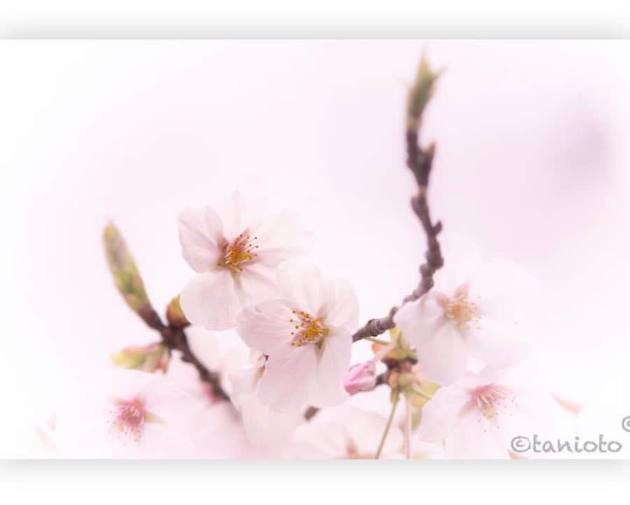 はなまっぷ❁日本の花風景さんのインスタグラム写真 - (はなまっぷ❁日本の花風景Instagram)「🍃🌸はなまっぷ平成最後の桜まつり🌸🍃 * @tanioto_ さんの 平成の桜に花まるを💮 * 平成を彩る日本の美しい桜をありがとうございます😊🌸🍃 * 東京  #善福寺公園 Zenpukuji Park, Tokyo. * 見頃を過ぎている場所もご紹介しています。 お出かけの際はHP等で最新の情報をご確認くださいね🙏🌸🍃 * 🌸•••🍃•••🌸•••🍃•••🌸•••🍃•••🌸 * 🌸桜まつり概要🌸 * 期間:平成最後の日まで タグ:#はなまっぷ * #はなまっぷ  のタグの中から、桜のお写真をどんどんご紹介させていただきます。期間中はランダムに、複数枚投稿でもご紹介させていただく場合がございます。 * #桜#sakura#花見#さくら#日本#春#花#平成最後の#満開 * 🌸•••🍃•••🌸•••🍃•••🌸•••🍃•••🌸 * はなまっぷより * 💌LINEスタンプ「はなまっぷちゃん」絶賛発売中！みなさんのLINEにも花まるを💮 💌はなまっぷ本、Amazonや全国の書店さんで満開です！ぜひお手にとっていただけると嬉しいです🌸 * LINEスタンプ、はなまっぷ本は、プロフ欄記載のTwitterアカウントよりご確認ください。 * 🌸•••🍃•••🌸•••🍃•••🌸•••🍃•••🌸 *」4月9日 23時05分 - hanamap