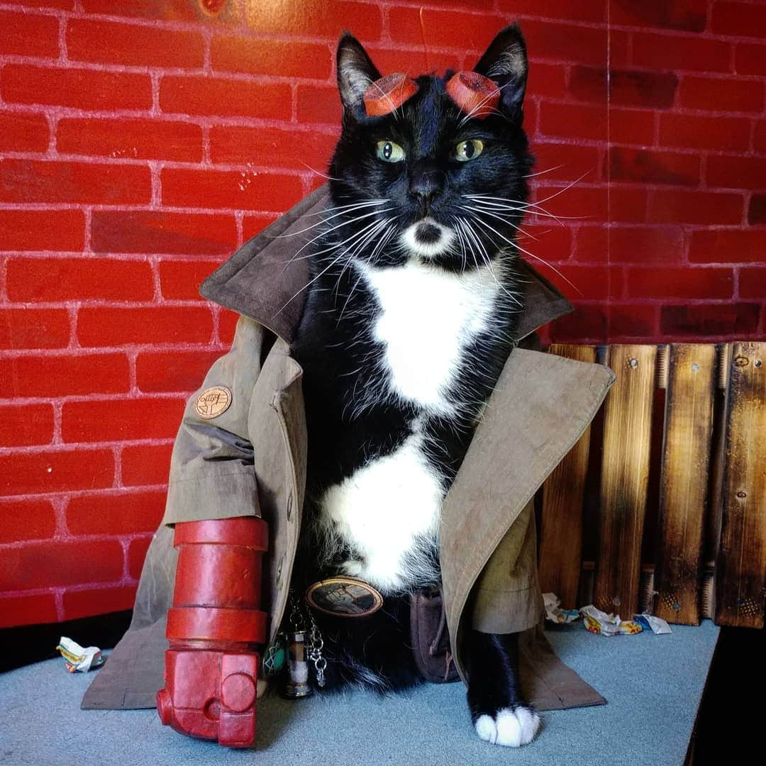 猫コスプレさんのインスタグラム写真 - (猫コスプレInstagram)「"Does it do anything special?" "Yeah, it knocks things off tables real good." #Hellboy #CatCosplay . . . . . . . #RightHandofDoom #hellboycosplay #hellboyfanart #cosplay #catcostume #cosplayer #darkhorse #hellboy2019 #humor #funny #cat #BPRD #anungunrama #cosplayersofinstagram #lootcrate #PetCostumes」4月9日 23時05分 - cat_cosplay