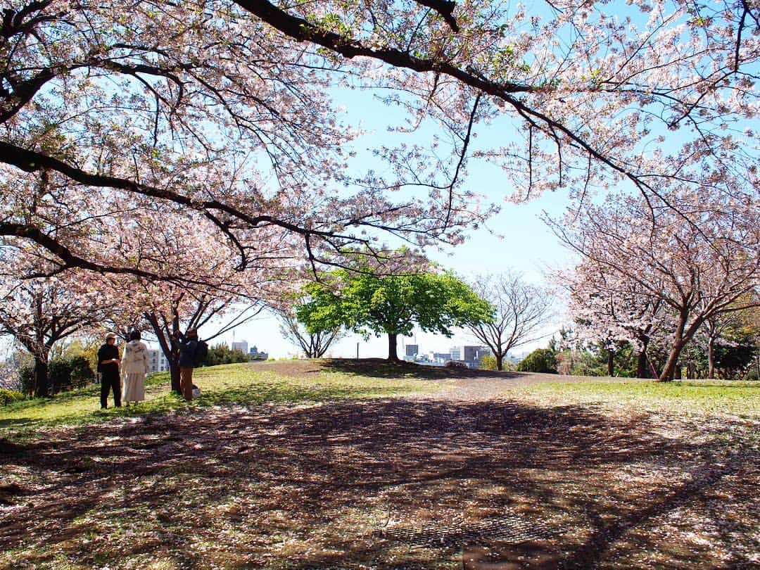 酒井千佳さんのインスタグラム写真 - (酒井千佳Instagram)「* ソメイヨシノのなかの河津桜。  3月8日と4月9日の写真だよ。  季節が進んだね。 緑の河津桜も好き。  #同ポジ  #brompton #新緑の季節 #お花見日和 #西郷山公園 #ソメイヨシノ #河津桜 #ミラーレス #加工なし」4月9日 23時06分 - sakaichikaaaa