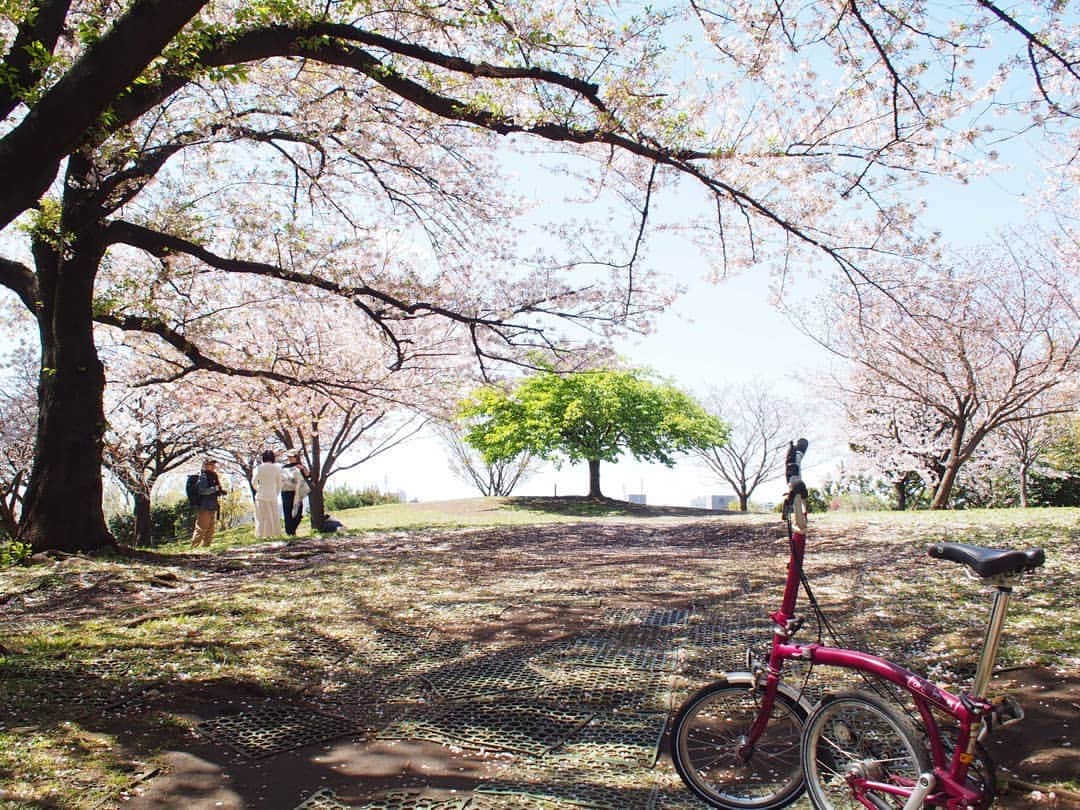 酒井千佳さんのインスタグラム写真 - (酒井千佳Instagram)「* ソメイヨシノのなかの河津桜。  3月8日と4月9日の写真だよ。  季節が進んだね。 緑の河津桜も好き。  #同ポジ  #brompton #新緑の季節 #お花見日和 #西郷山公園 #ソメイヨシノ #河津桜 #ミラーレス #加工なし」4月9日 23時06分 - sakaichikaaaa