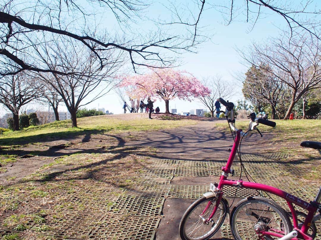 酒井千佳さんのインスタグラム写真 - (酒井千佳Instagram)「* ソメイヨシノのなかの河津桜。  3月8日と4月9日の写真だよ。  季節が進んだね。 緑の河津桜も好き。  #同ポジ  #brompton #新緑の季節 #お花見日和 #西郷山公園 #ソメイヨシノ #河津桜 #ミラーレス #加工なし」4月9日 23時06分 - sakaichikaaaa