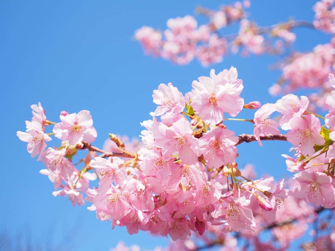 酒井千佳さんのインスタグラム写真 - (酒井千佳Instagram)「* ソメイヨシノのなかの河津桜。  3月8日と4月9日の写真だよ。  季節が進んだね。 緑の河津桜も好き。  #同ポジ  #brompton #新緑の季節 #お花見日和 #西郷山公園 #ソメイヨシノ #河津桜 #ミラーレス #加工なし」4月9日 23時06分 - sakaichikaaaa