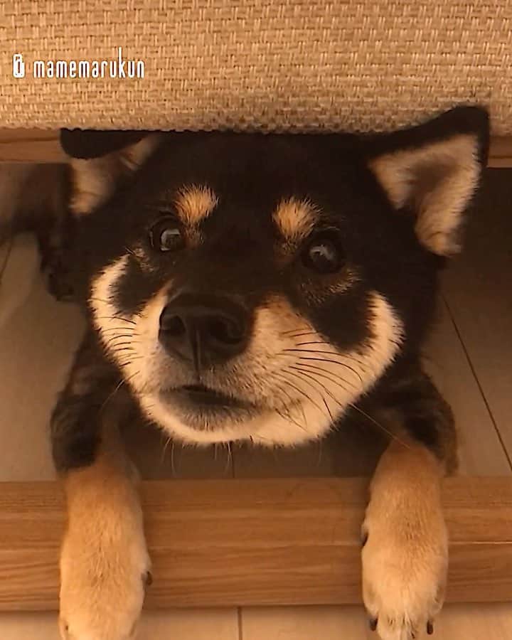 まめ丸のインスタグラム：「* * 今日もソファの下にかくれんぼ🐶💓 みつかりたくないけど、 オヤツ🍪のゆうわくには… かてなーい🐶💦 * hide-and-seek♪ I hid under the sofa🐶💓 * #なんとかソファの下でもらおうとお手をするぼく #お手手コッペパンみたいだね🥖 #ソファの下のまめ丸 シリーズ * #柴犬#豆柴#柴#黒柴#犬#ふわもこ部#いぬのきもち部#shiba#shibainu#shibastagram#shibadog#puppy#instadog#dogstagram#dog#instashiba#petstagram#pet#cutepetclub#강아지#멍스타그램#doglover#ilovemydog#weeklyfluff#まめ丸かくれんぼ」