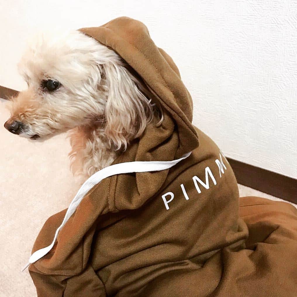 夏焼雅さんのインスタグラム写真 - (夏焼雅Instagram)「@peace.happy.peace ﻿﻿ ﻿﻿ すき🥺❤️﻿﻿ 可愛い🥺❤️﻿﻿ 愛おしい🥺❤️﻿ ﻿ #pimmy﻿ #peace #愛犬 です♥︎」4月9日 23時11分 - miyaaa0825