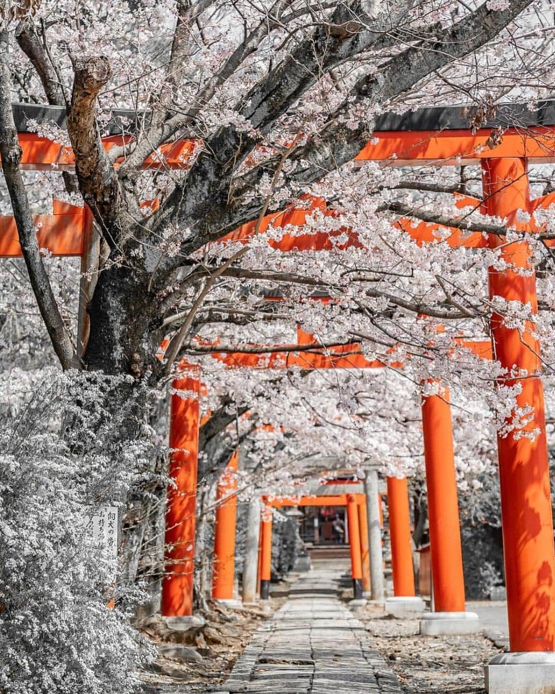 はなまっぷ❁日本の花風景さんのインスタグラム写真 - (はなまっぷ❁日本の花風景Instagram)「🍃🌸はなまっぷ平成最後の桜まつり🌸🍃 * @pic7s さんの 平成の桜に花まるを💮 * 平成を彩る日本の美しい桜をありがとうございます😊🌸🍃 * 京都  #伏見港公園 #竹中稲荷神社 #六孫王神社 Kyoto. * 見頃を過ぎている場所もご紹介しています。 お出かけの際はHP等で最新の情報をご確認くださいね🙏🌸🍃 * 🌸•••🍃•••🌸•••🍃•••🌸•••🍃•••🌸 * 🌸桜まつり概要🌸 * 期間:平成最後の日まで タグ:#はなまっぷ * #はなまっぷ  のタグの中から、桜のお写真をどんどんご紹介させていただきます。期間中はランダムに、複数枚投稿でもご紹介させていただく場合がございます。 * #桜#sakura#花見#さくら#日本#春#花#平成最後の#満開 * 🌸•••🍃•••🌸•••🍃•••🌸•••🍃•••🌸 * はなまっぷより * 💌LINEスタンプ「はなまっぷちゃん」絶賛発売中！みなさんのLINEにも花まるを💮 💌はなまっぷ本、Amazonや全国の書店さんで満開です！ぜひお手にとっていただけると嬉しいです🌸 * LINEスタンプ、はなまっぷ本は、プロフ欄記載のTwitterアカウントよりご確認ください。 * 🌸•••🍃•••🌸•••🍃•••🌸•••🍃•••🌸 *」4月9日 23時15分 - hanamap